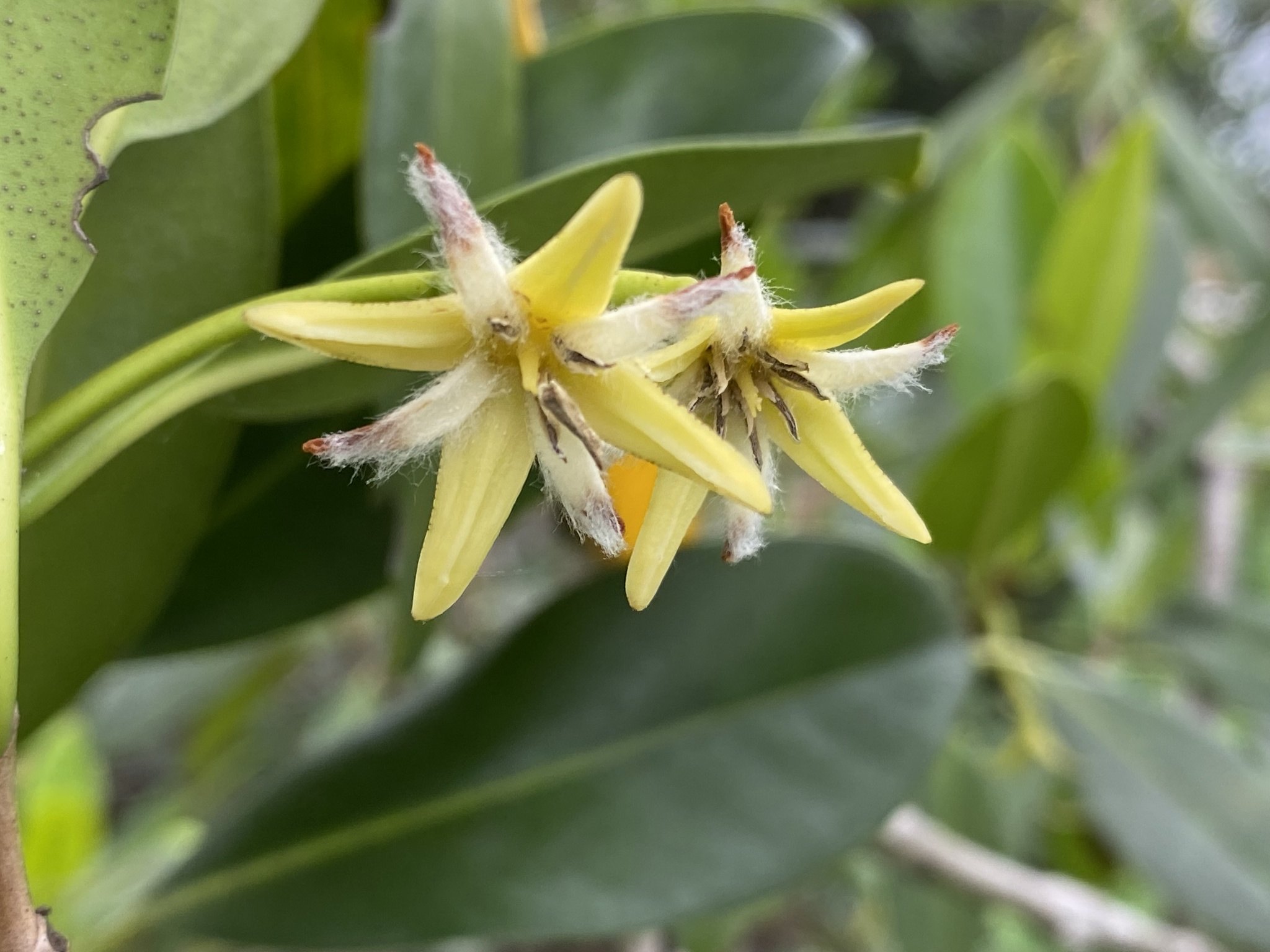 Rhizophora mangle
