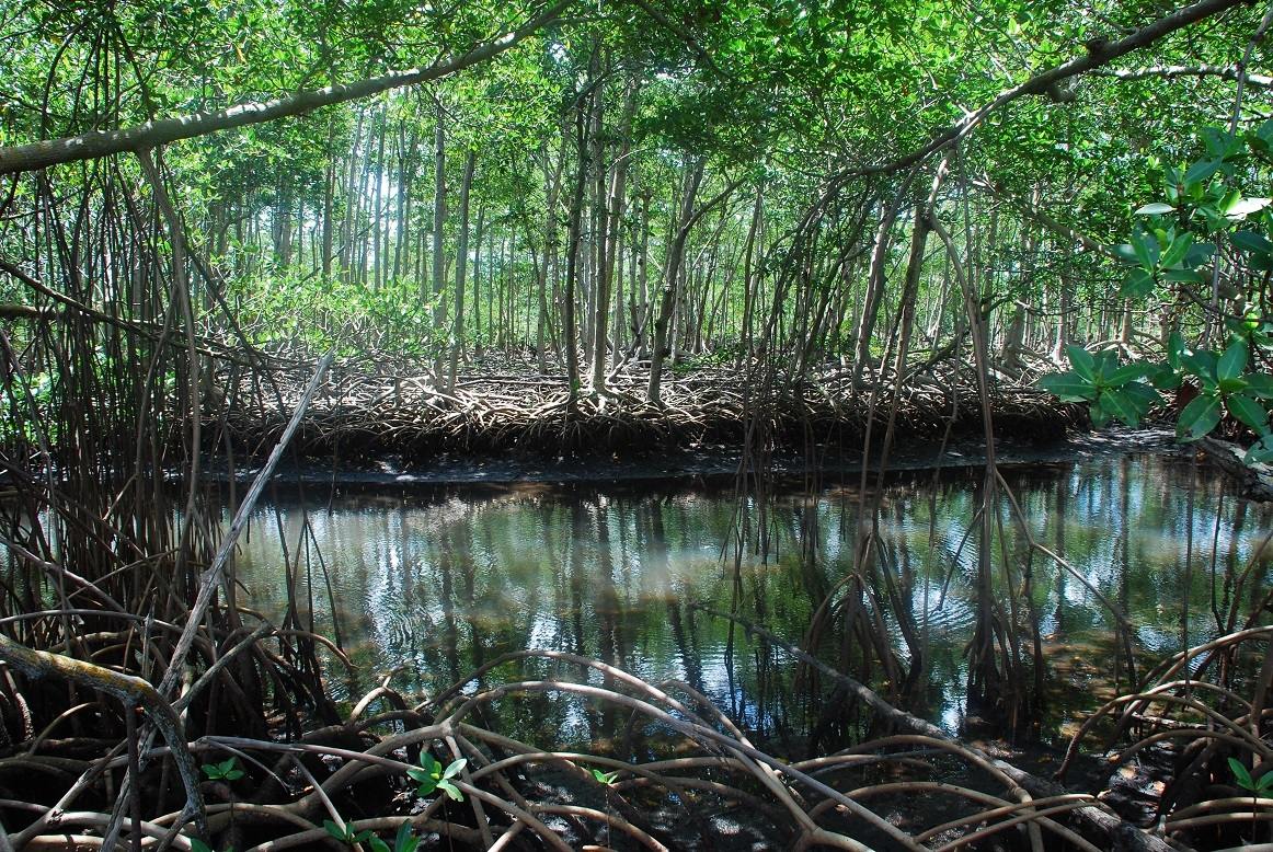 Rhizophora mangle