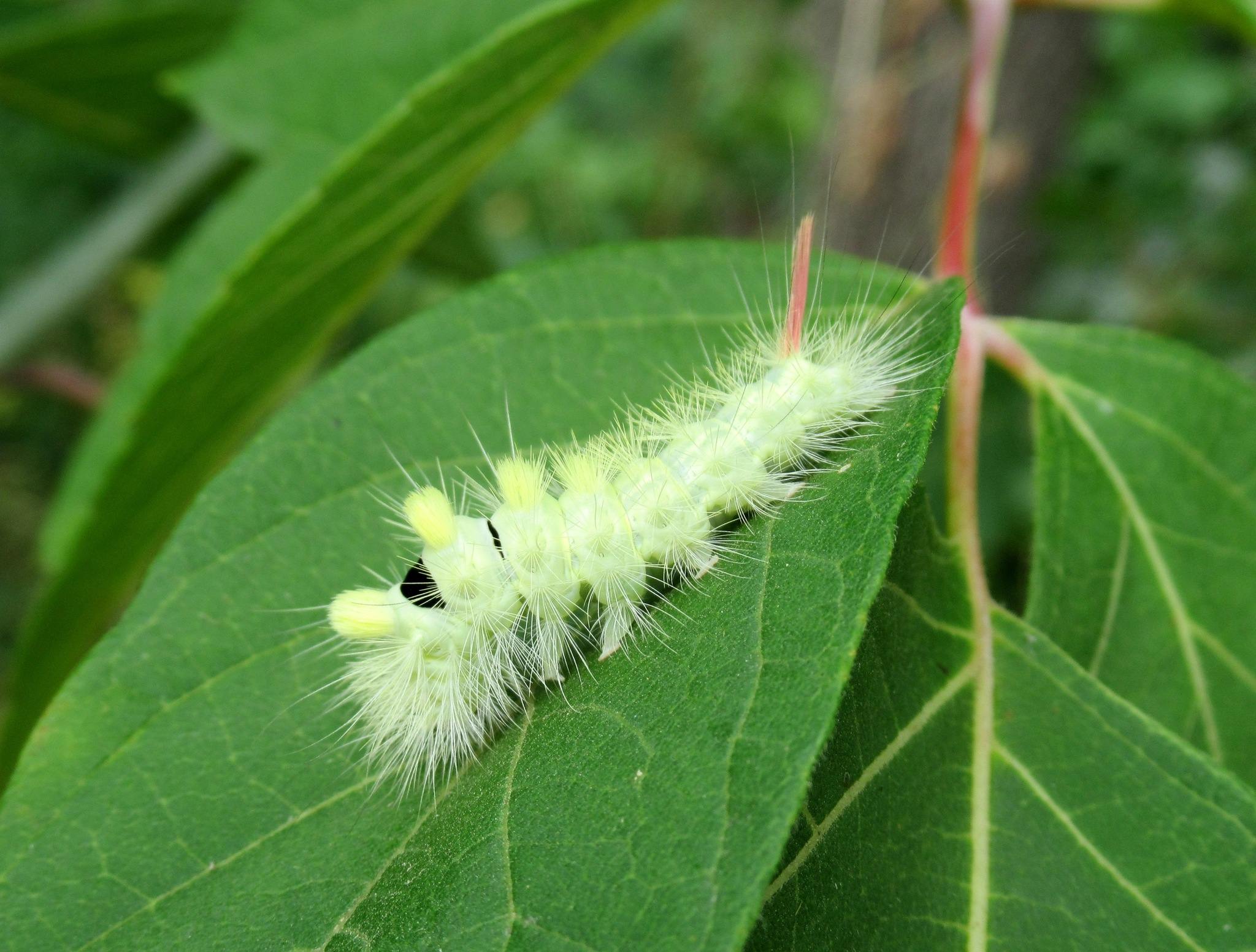 Calliteara pudibunda