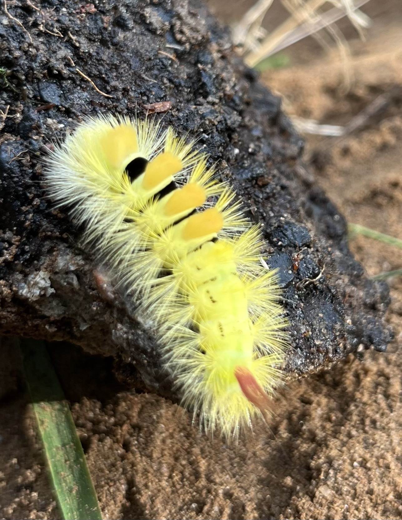 Calliteara pudibunda