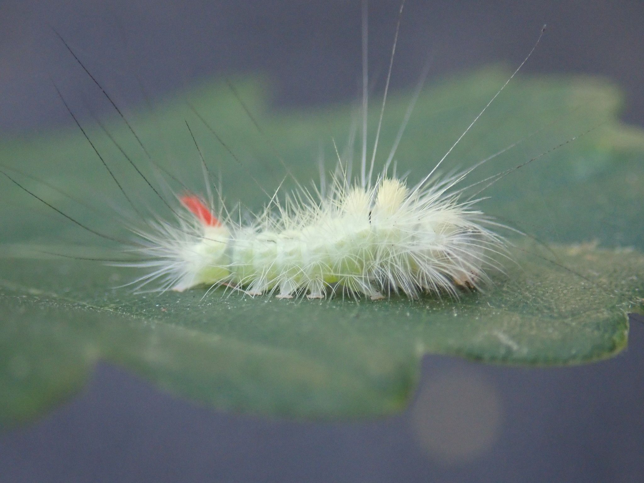 Calliteara pudibunda