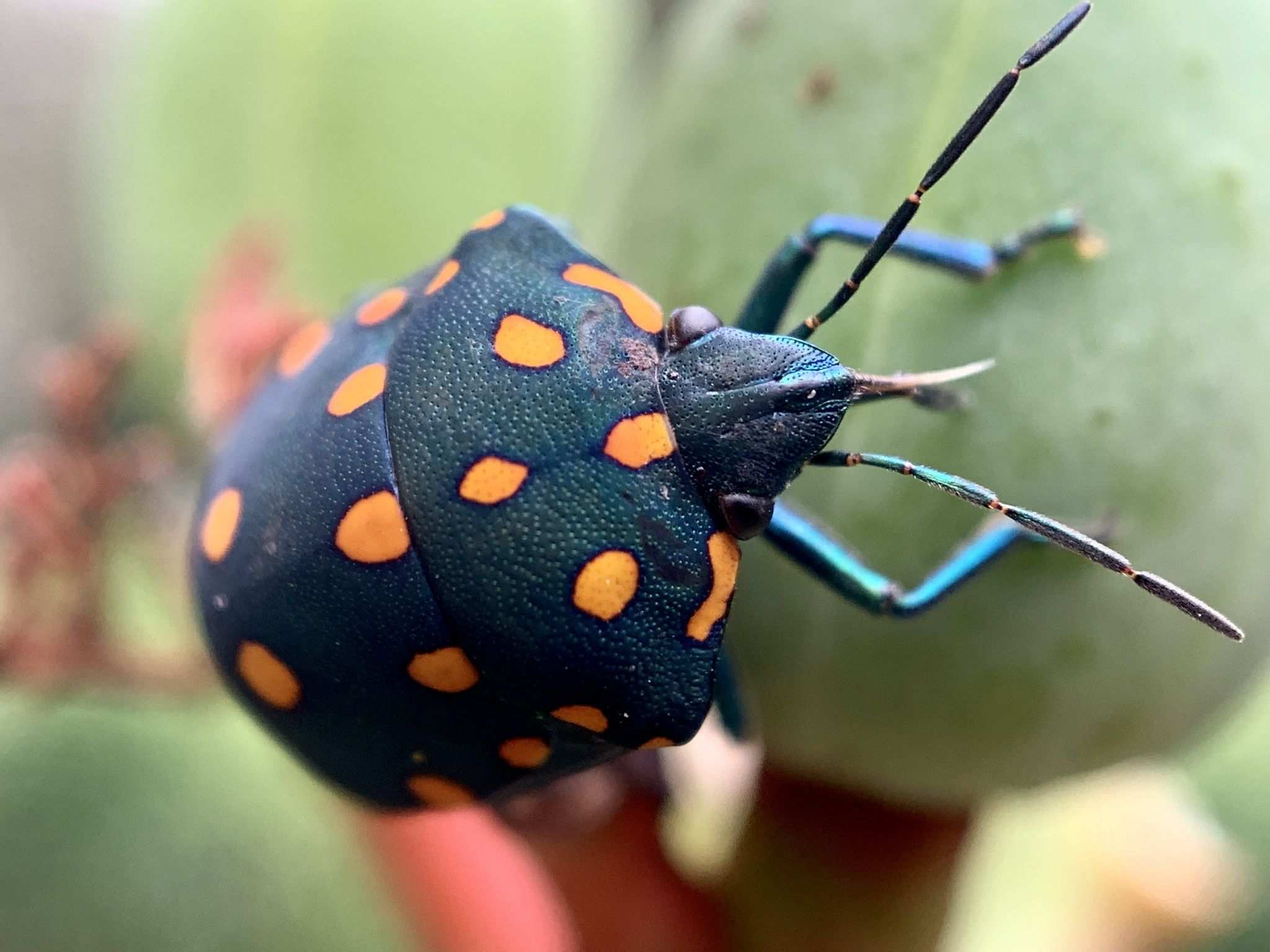 Pachycoris fabricii