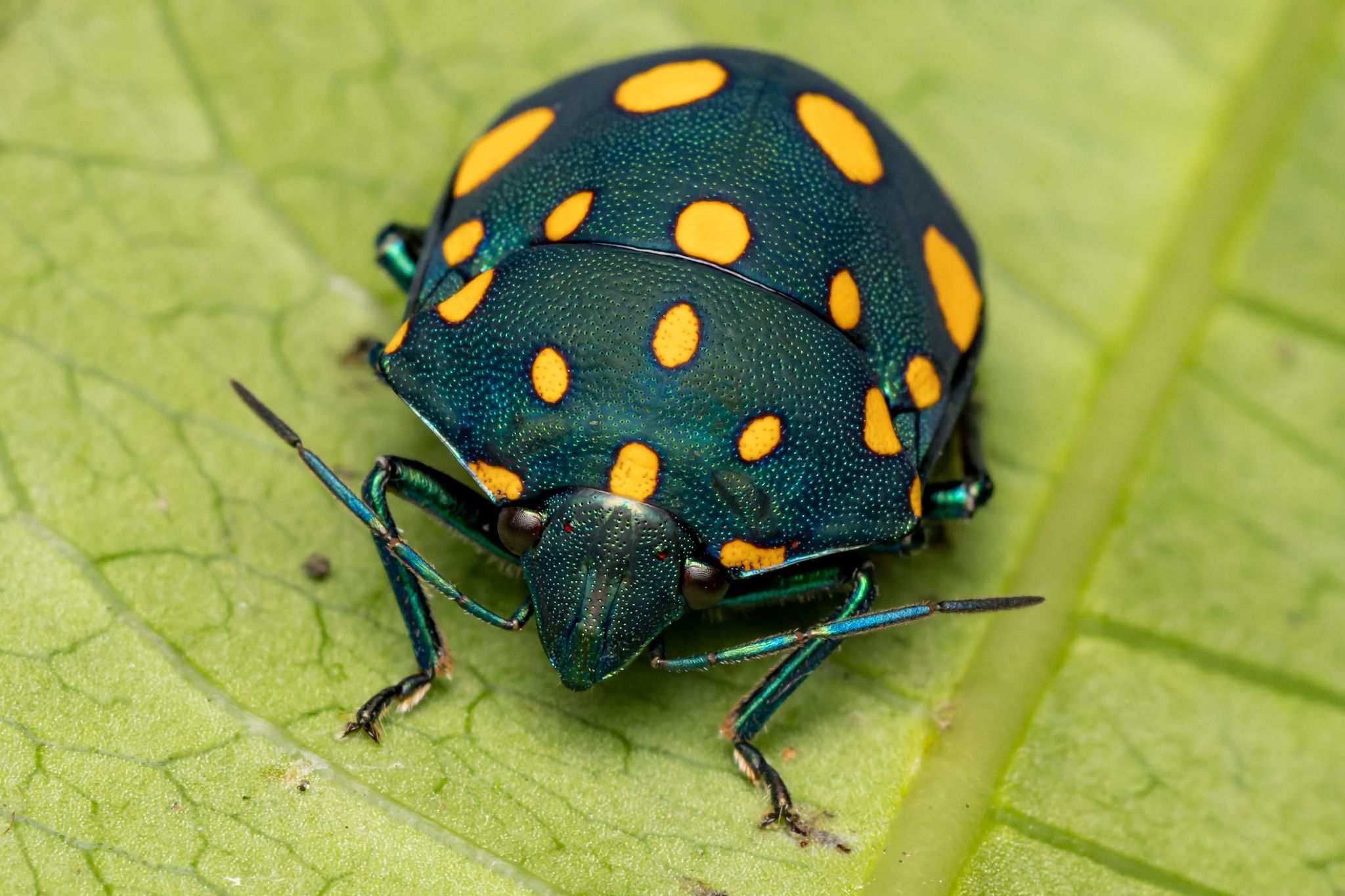 Pachycoris fabricii