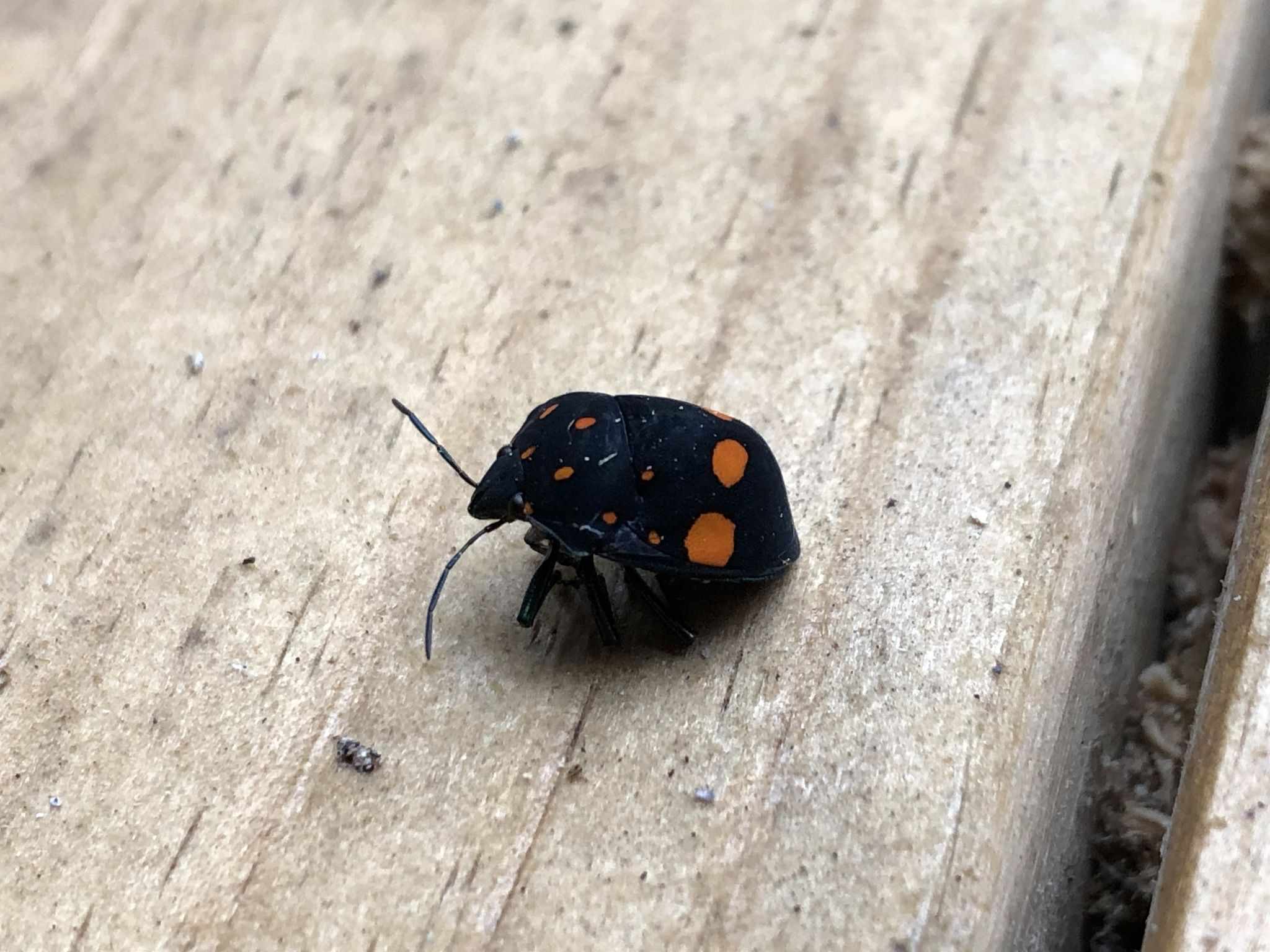 Pachycoris fabricii