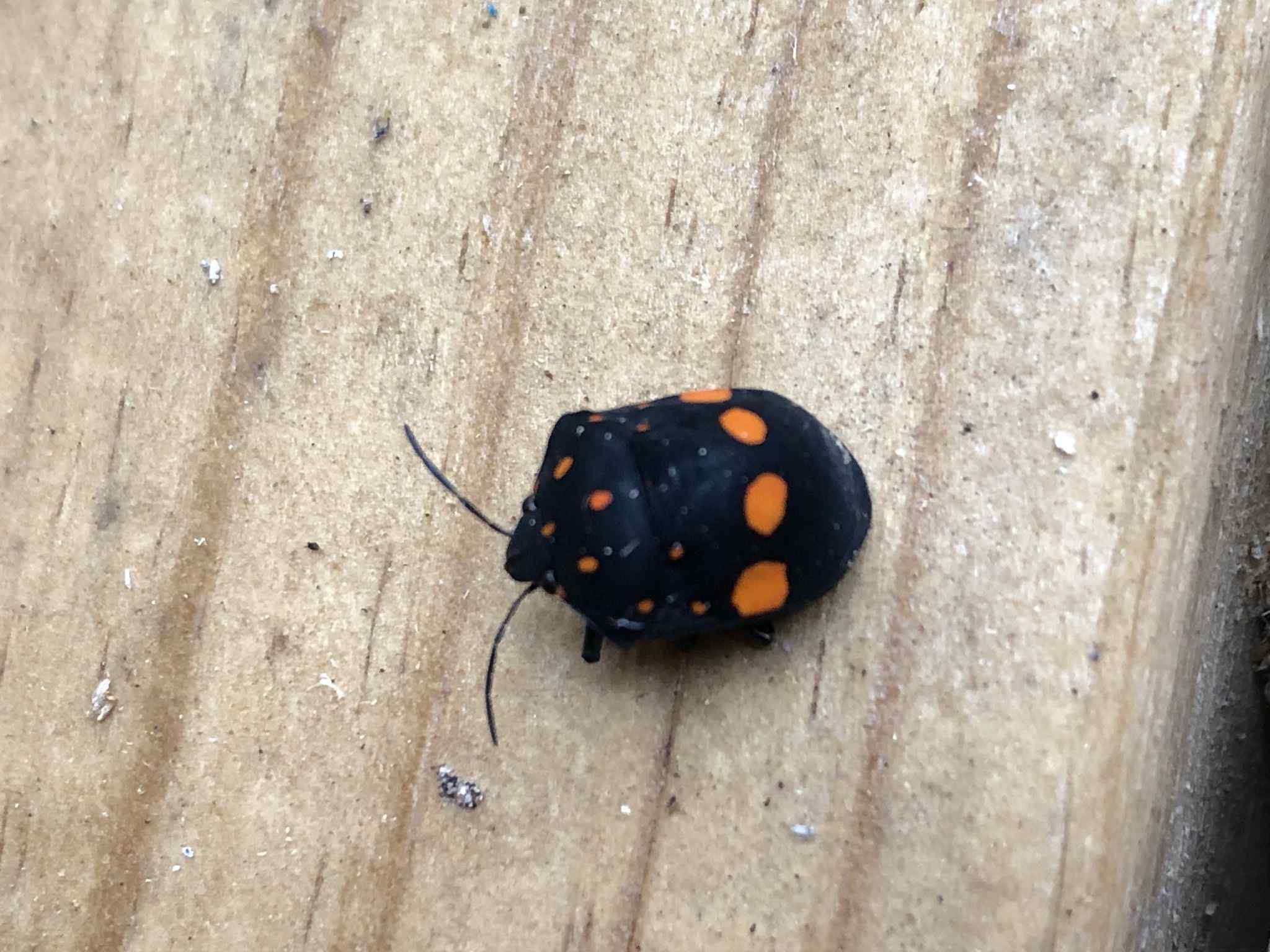 Pachycoris fabricii