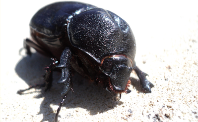 Scapanes australis