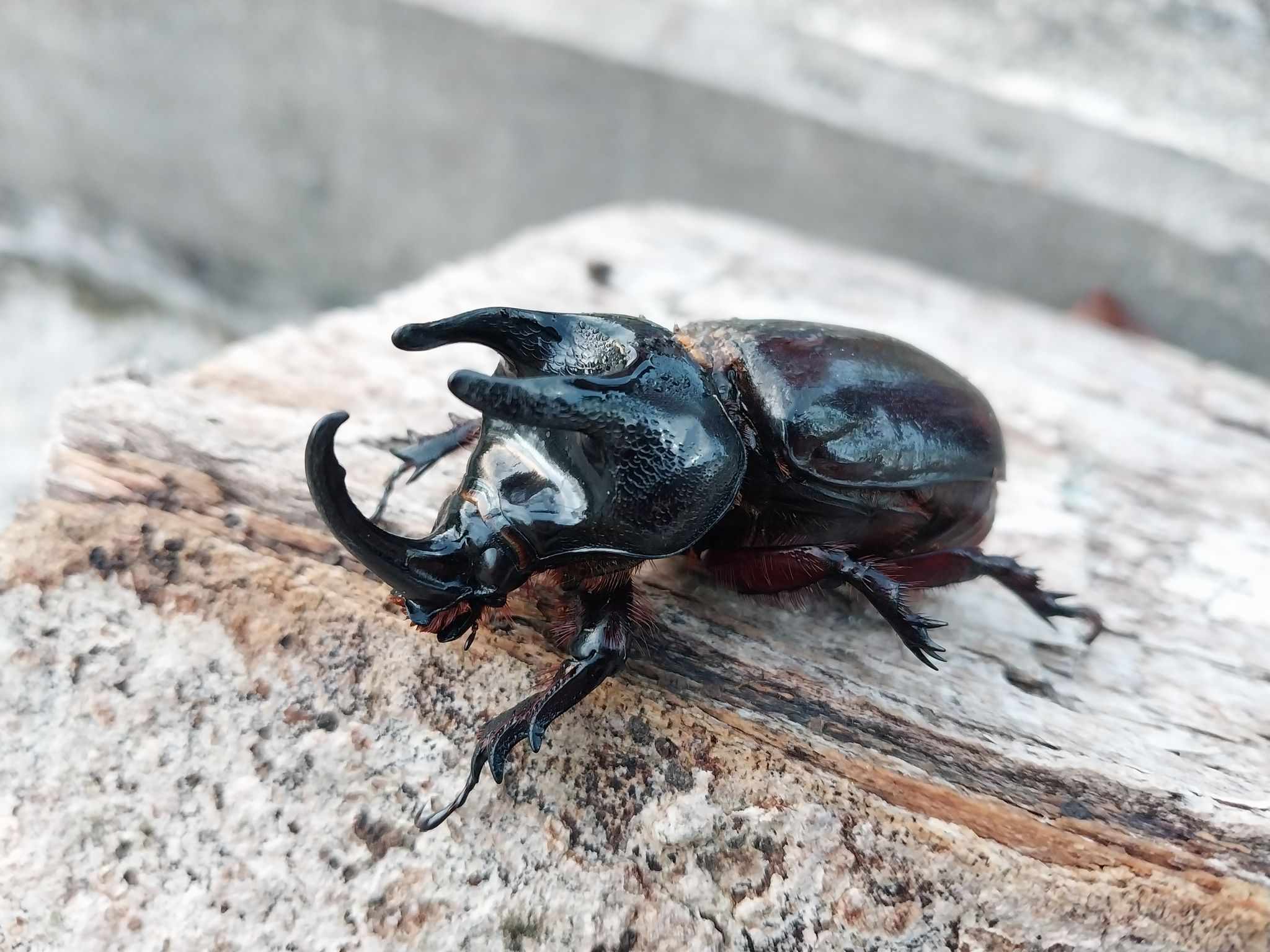 Scapanes australis