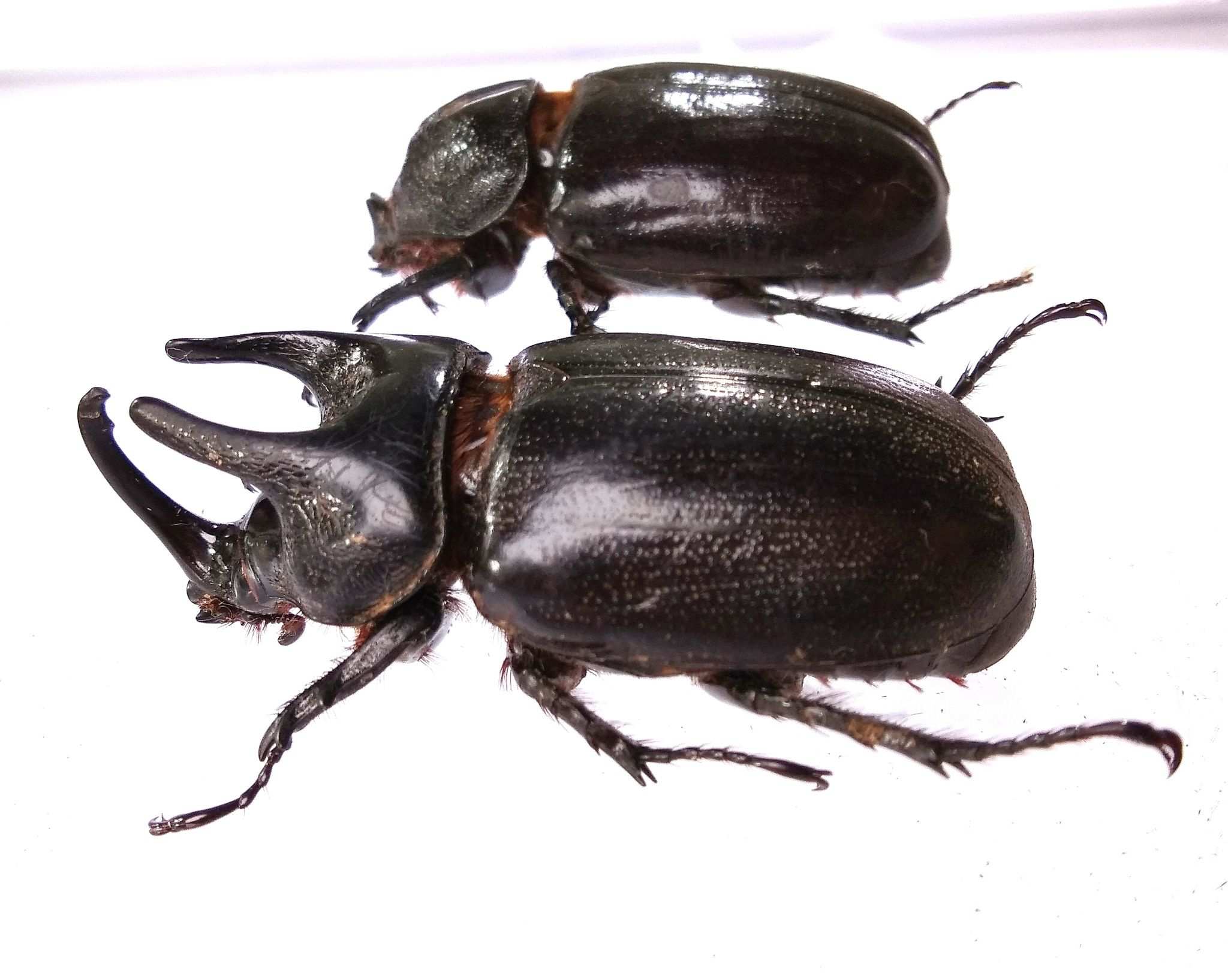 Scapanes australis