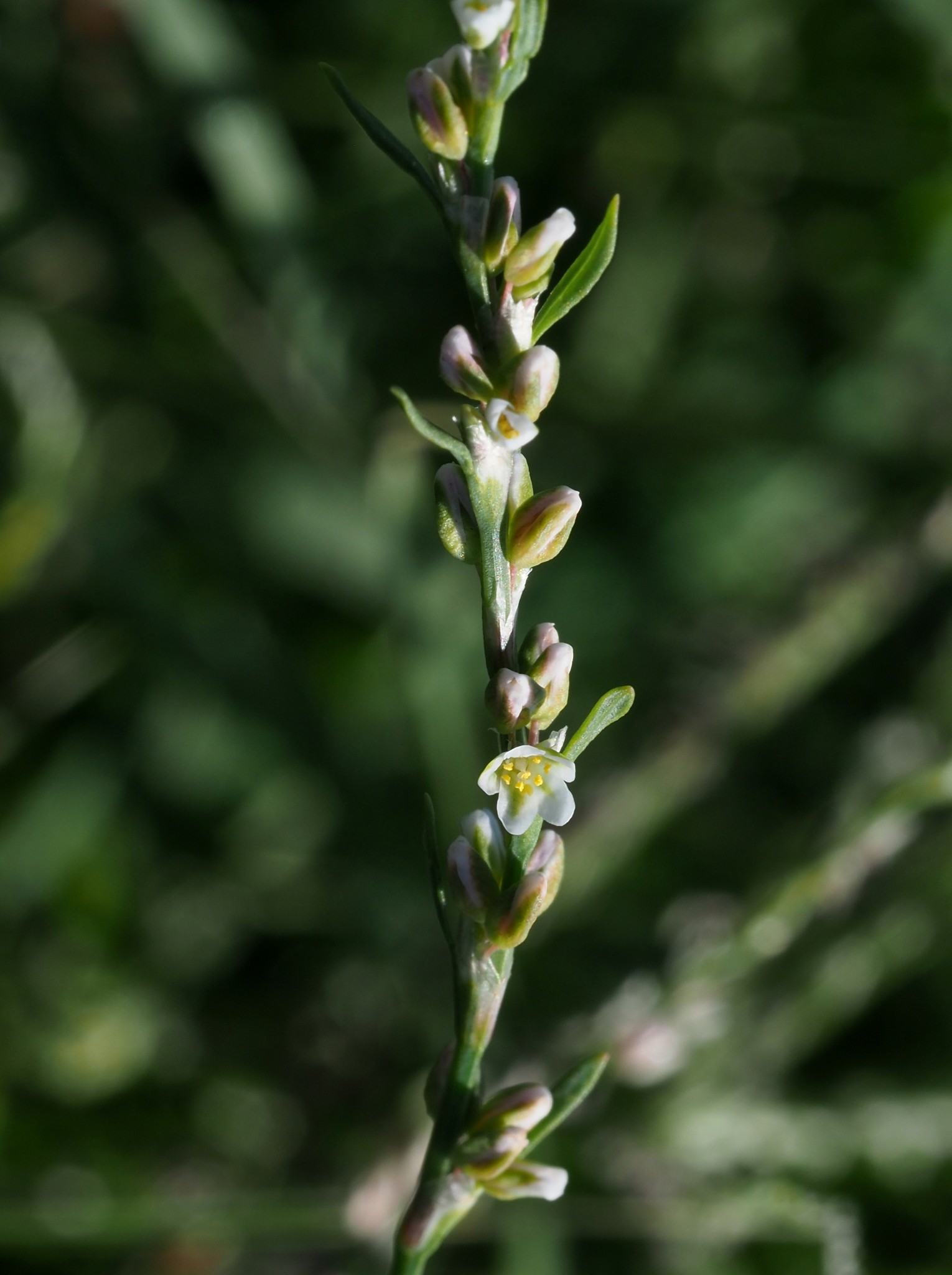 Polygonum argyrocoleon