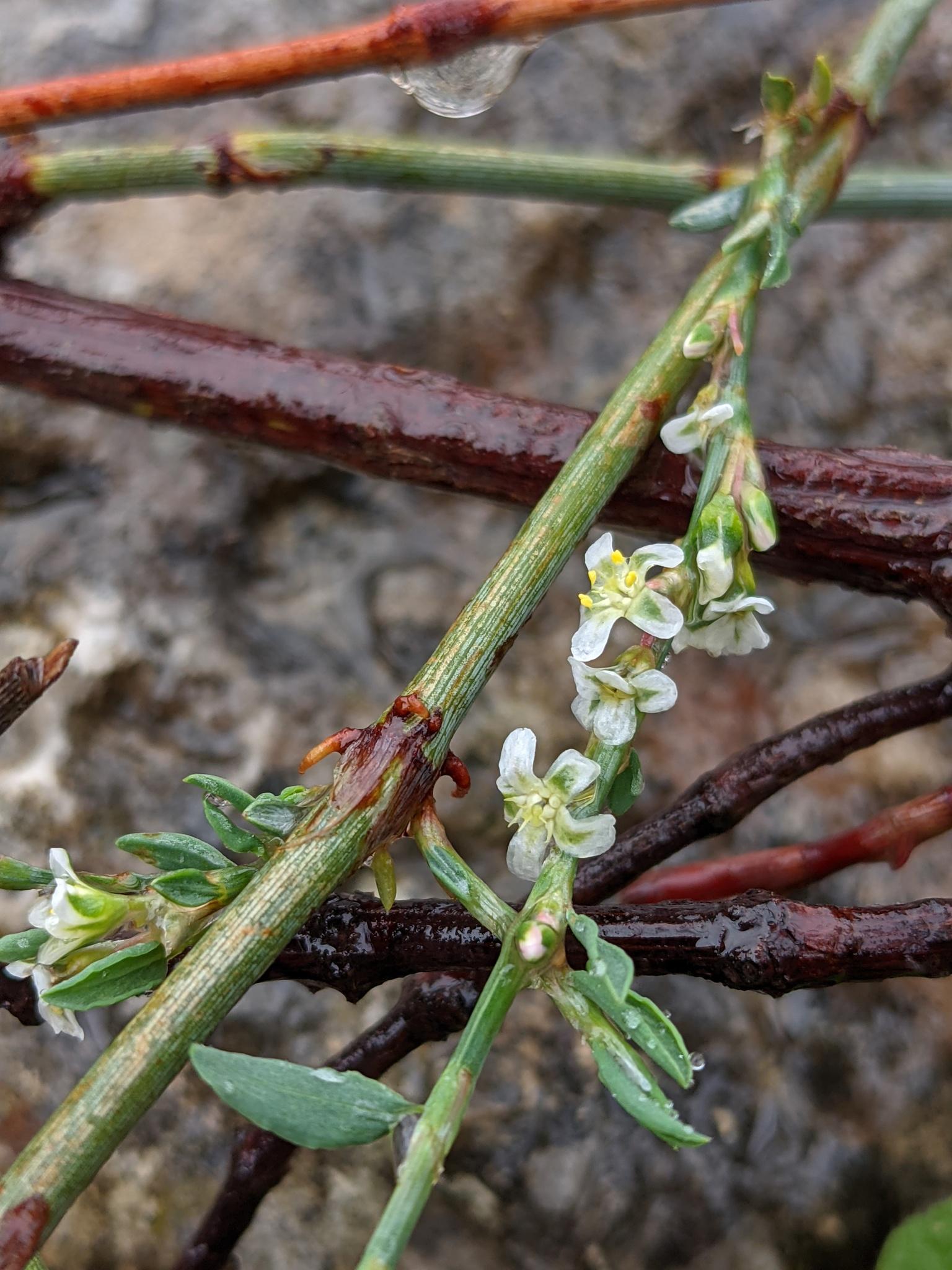 Polygonum argyrocoleon