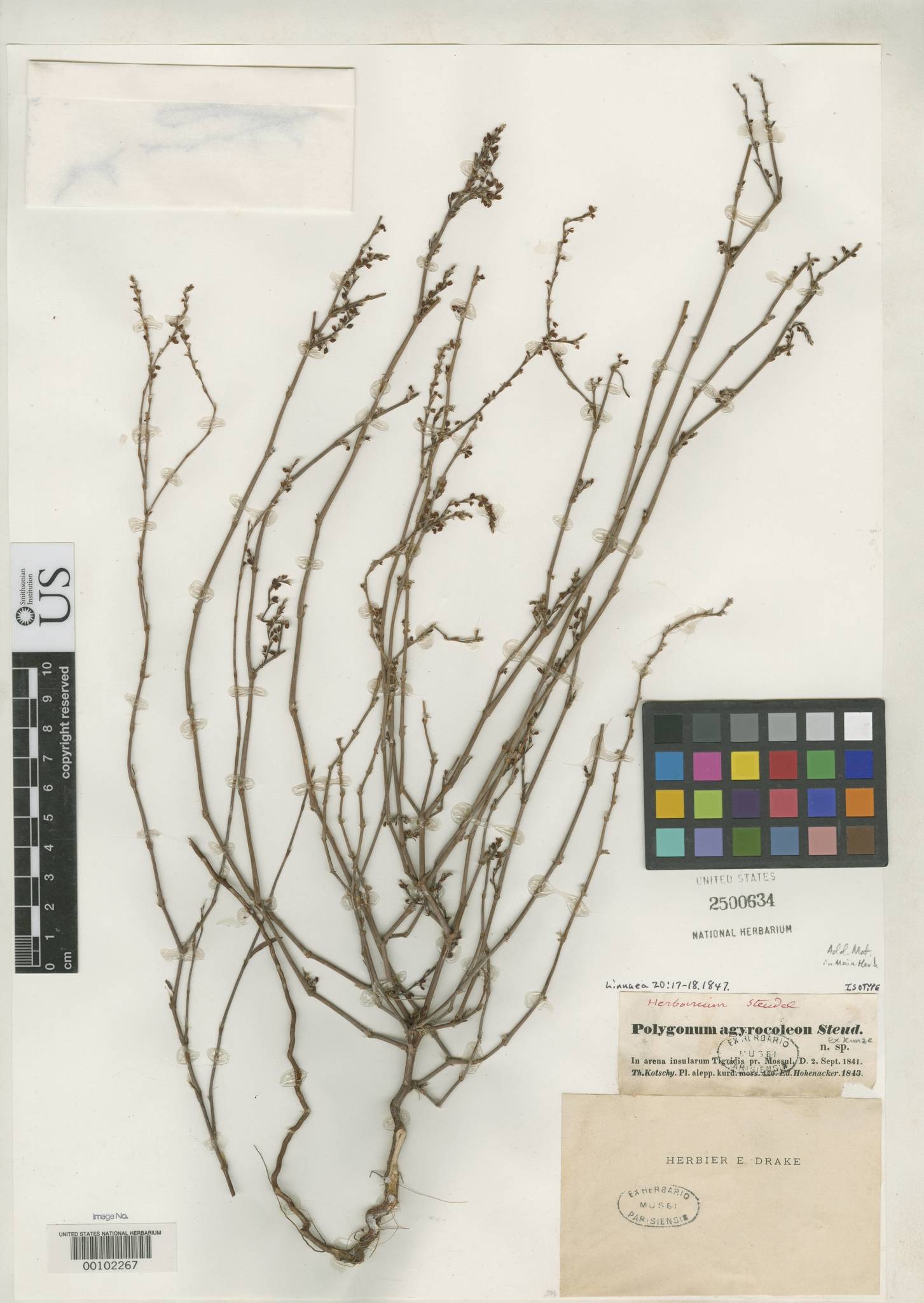 Polygonum argyrocoleon