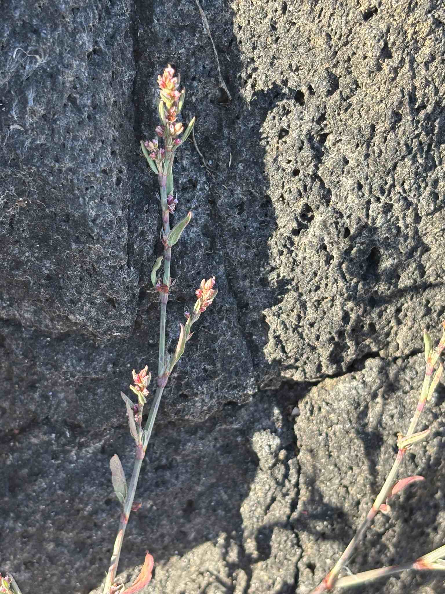 Polygonum argyrocoleon