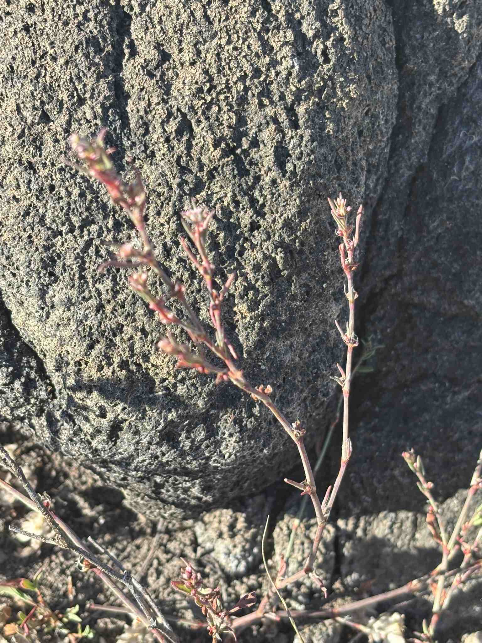 Polygonum argyrocoleon