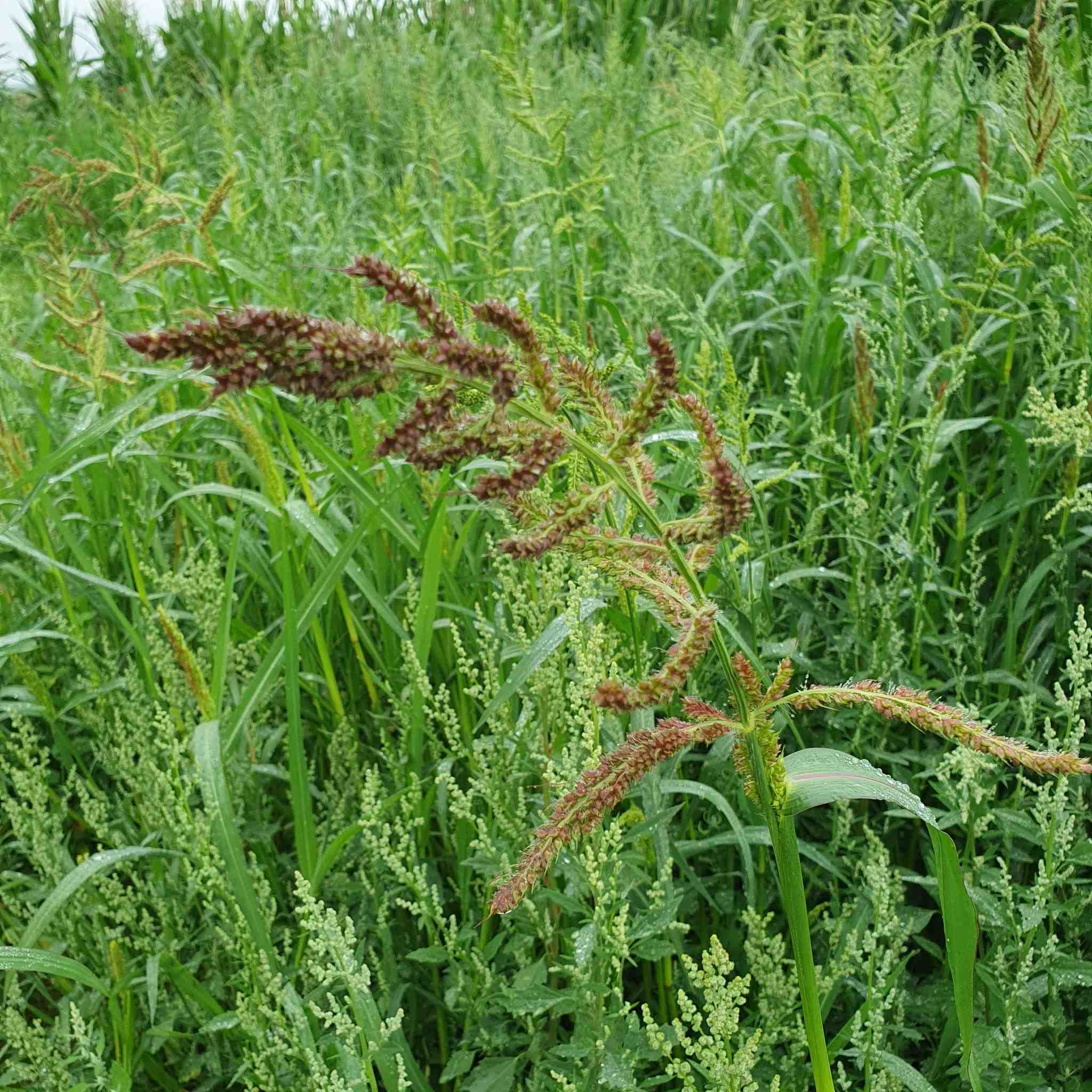 Pennisetum