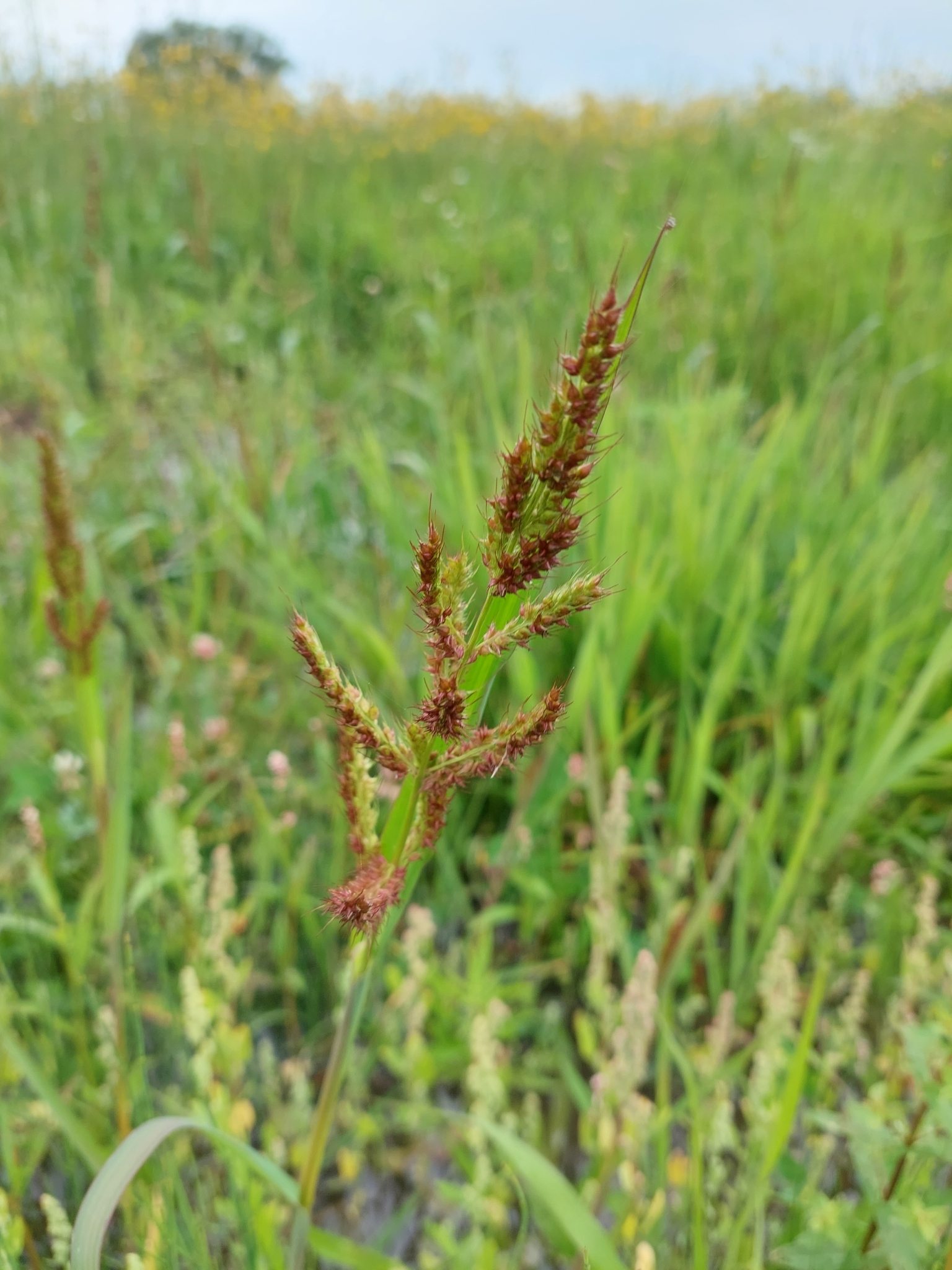 Pennisetum