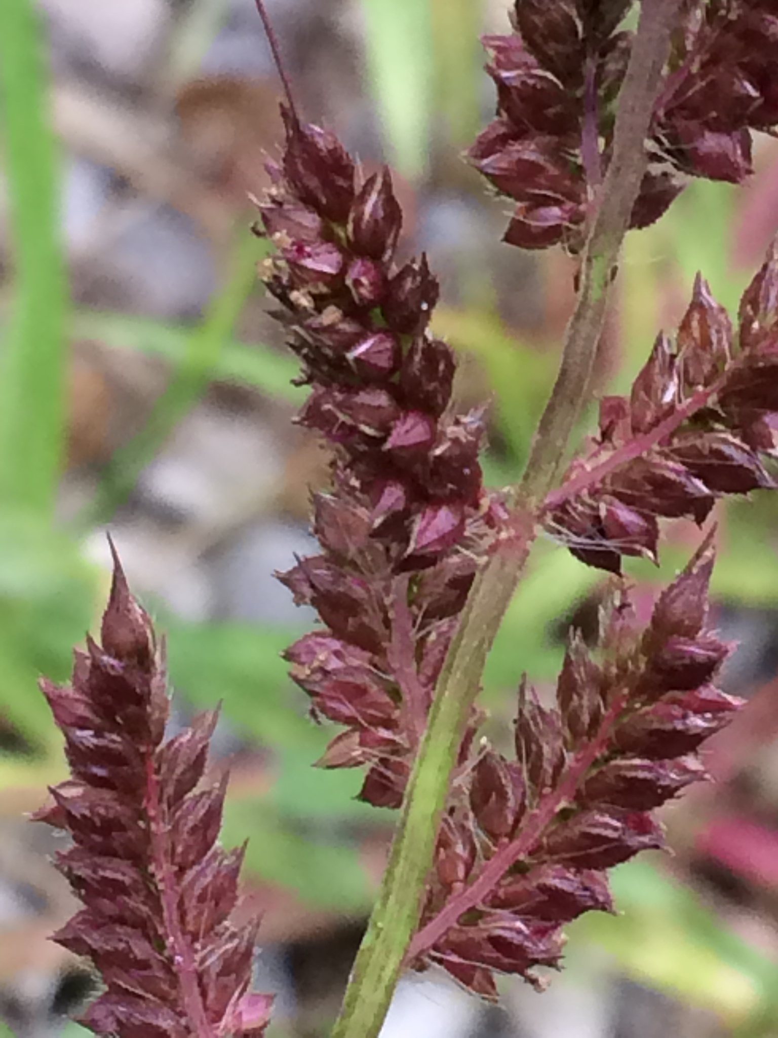 Pennisetum
