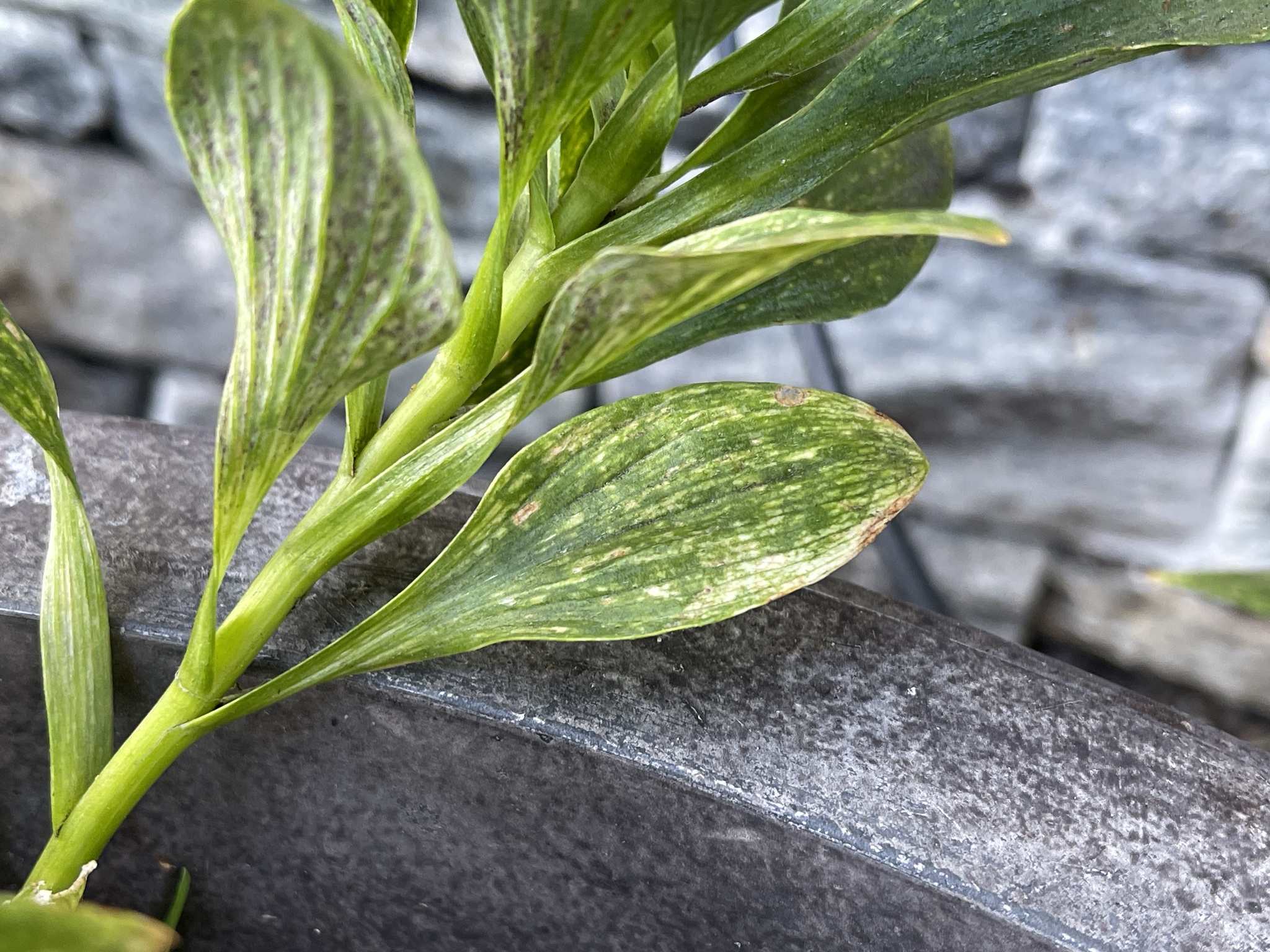 Lily mottle virus