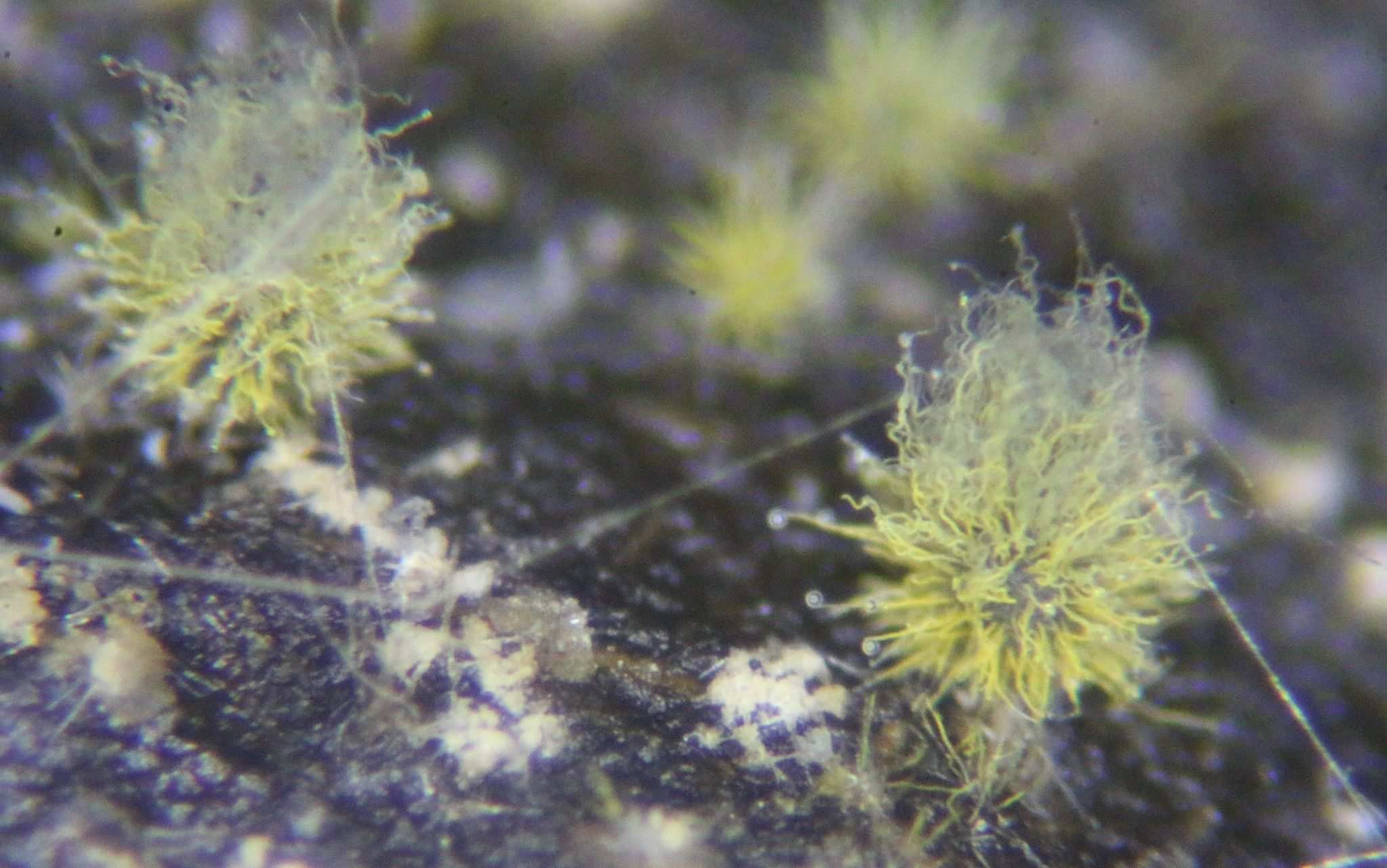 Ovatospora brasiliensis