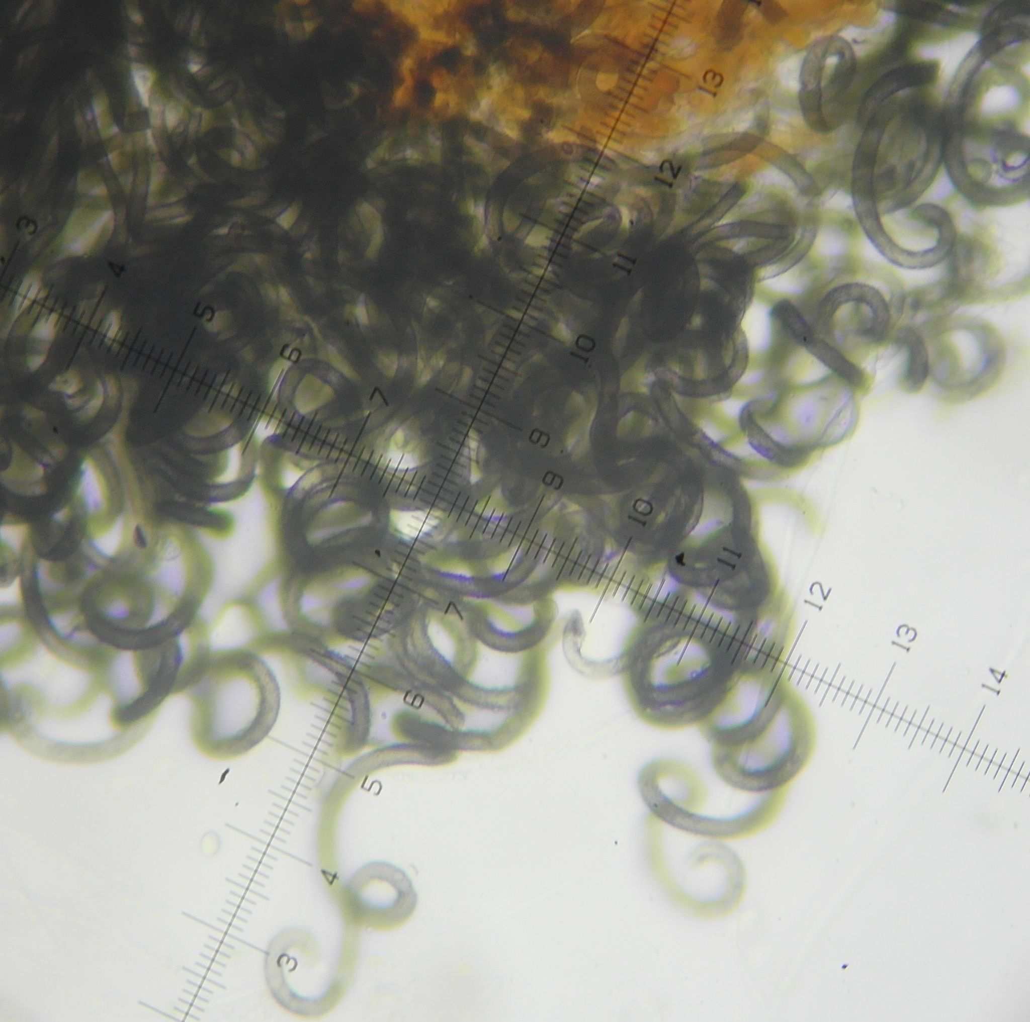 Ovatospora brasiliensis