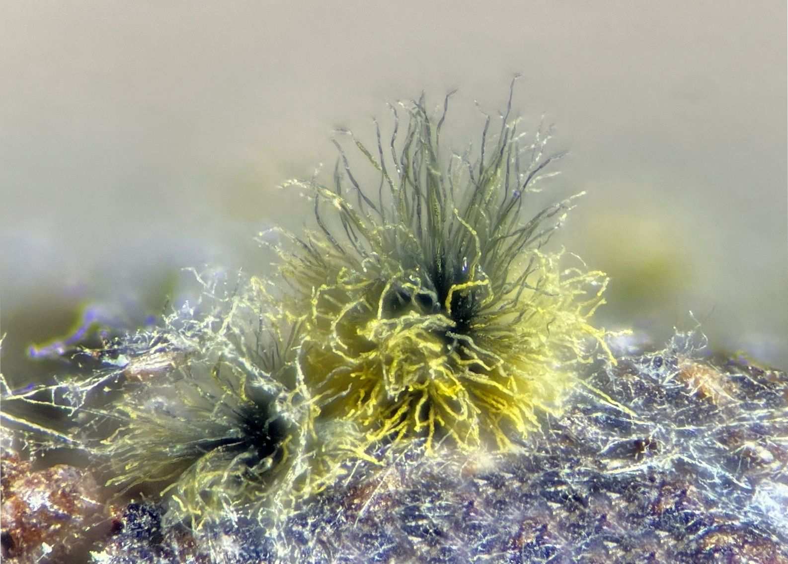 Ovatospora brasiliensis