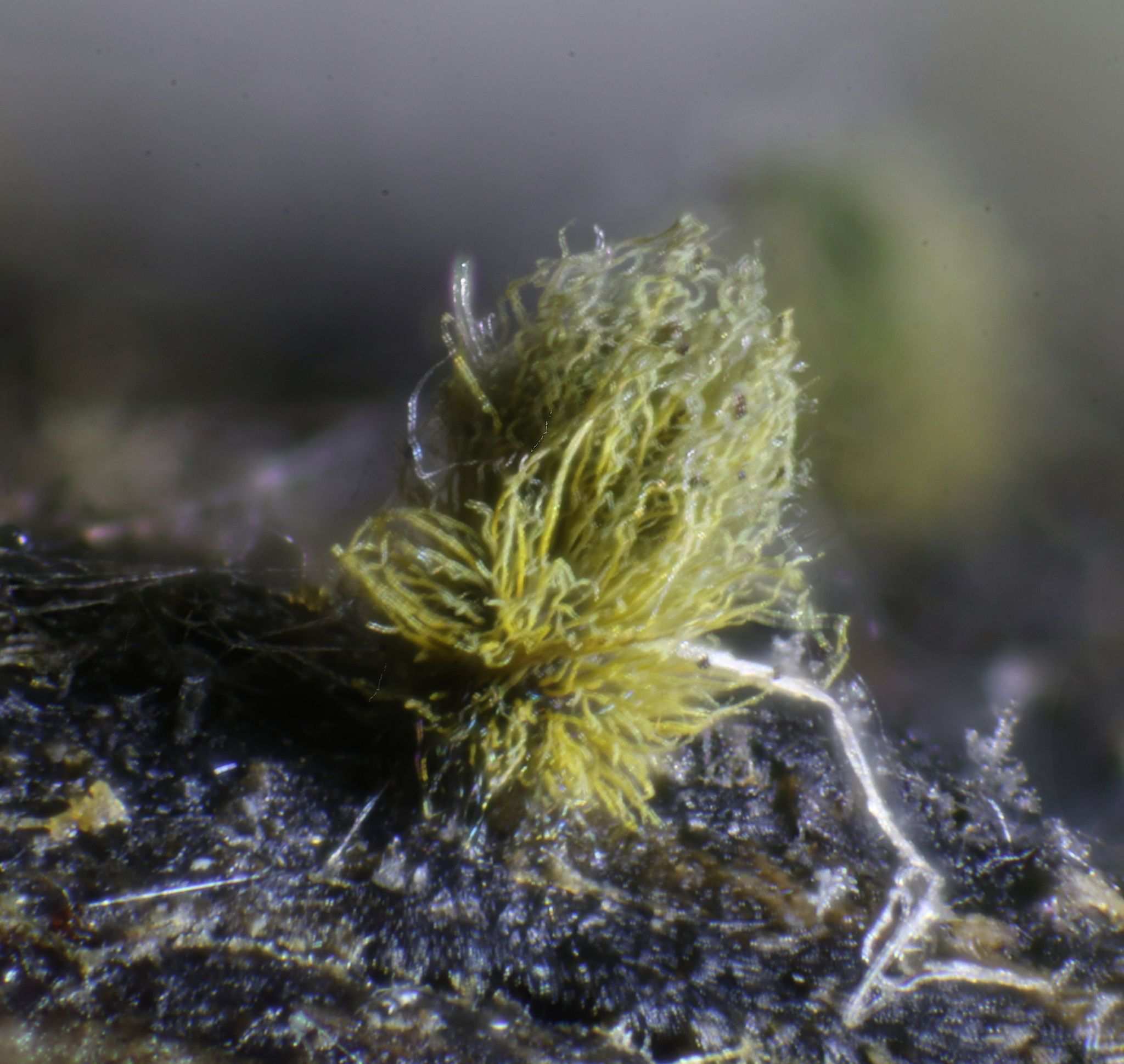 Ovatospora brasiliensis