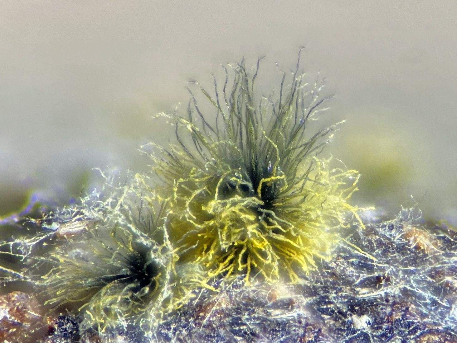 Ovatospora brasiliensis