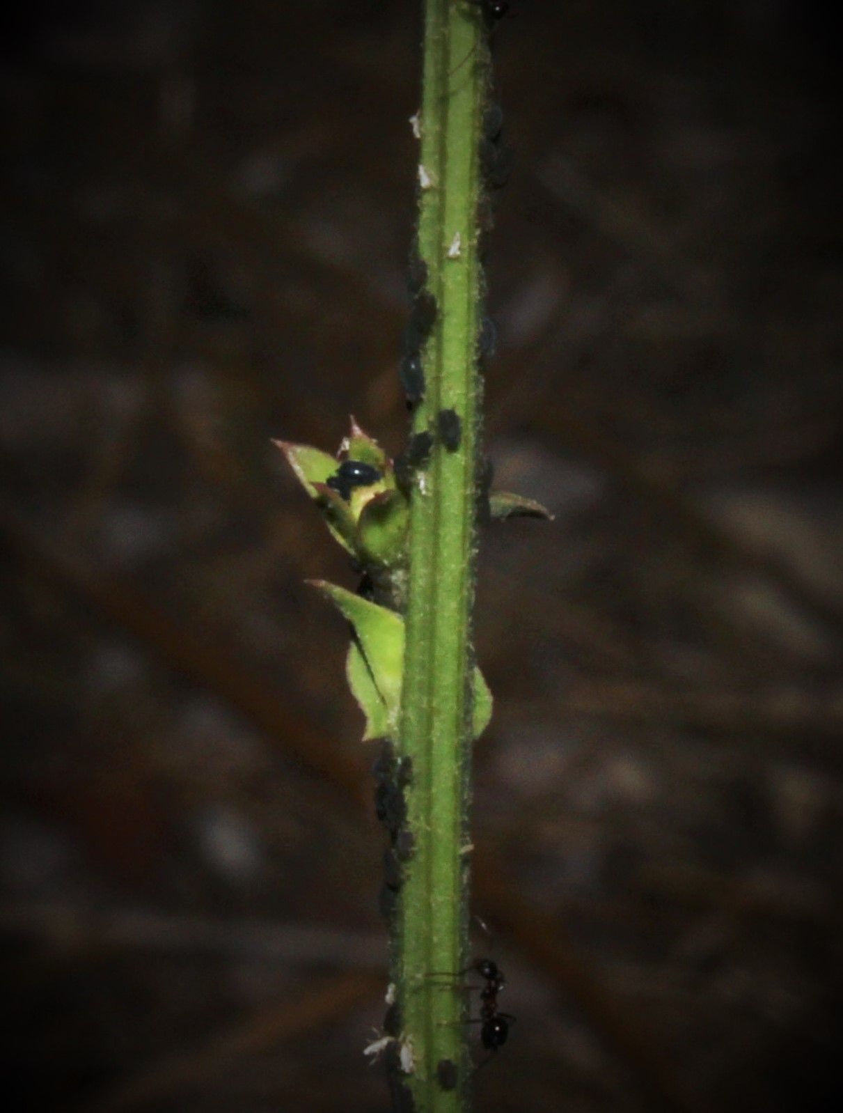 Aphis intybi