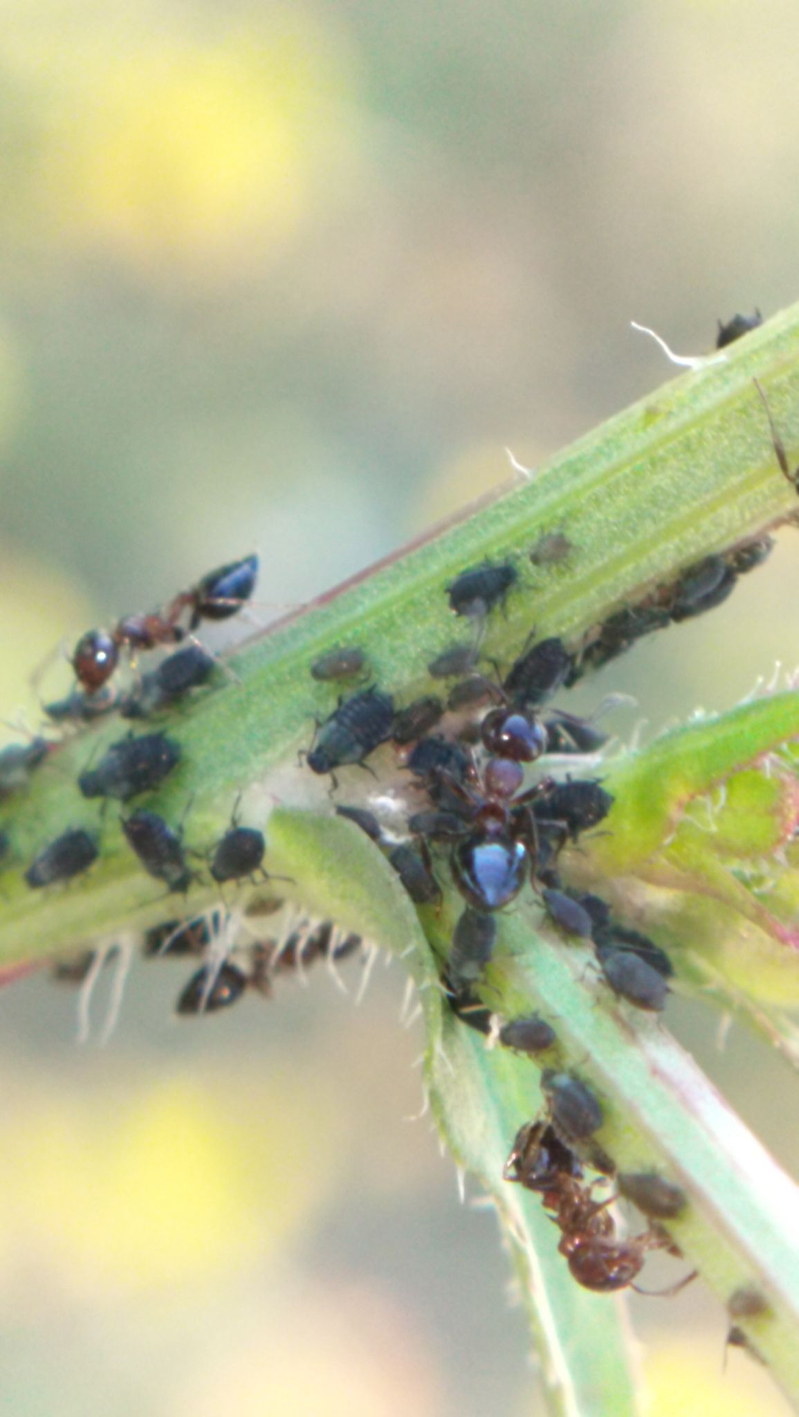Aphis intybi