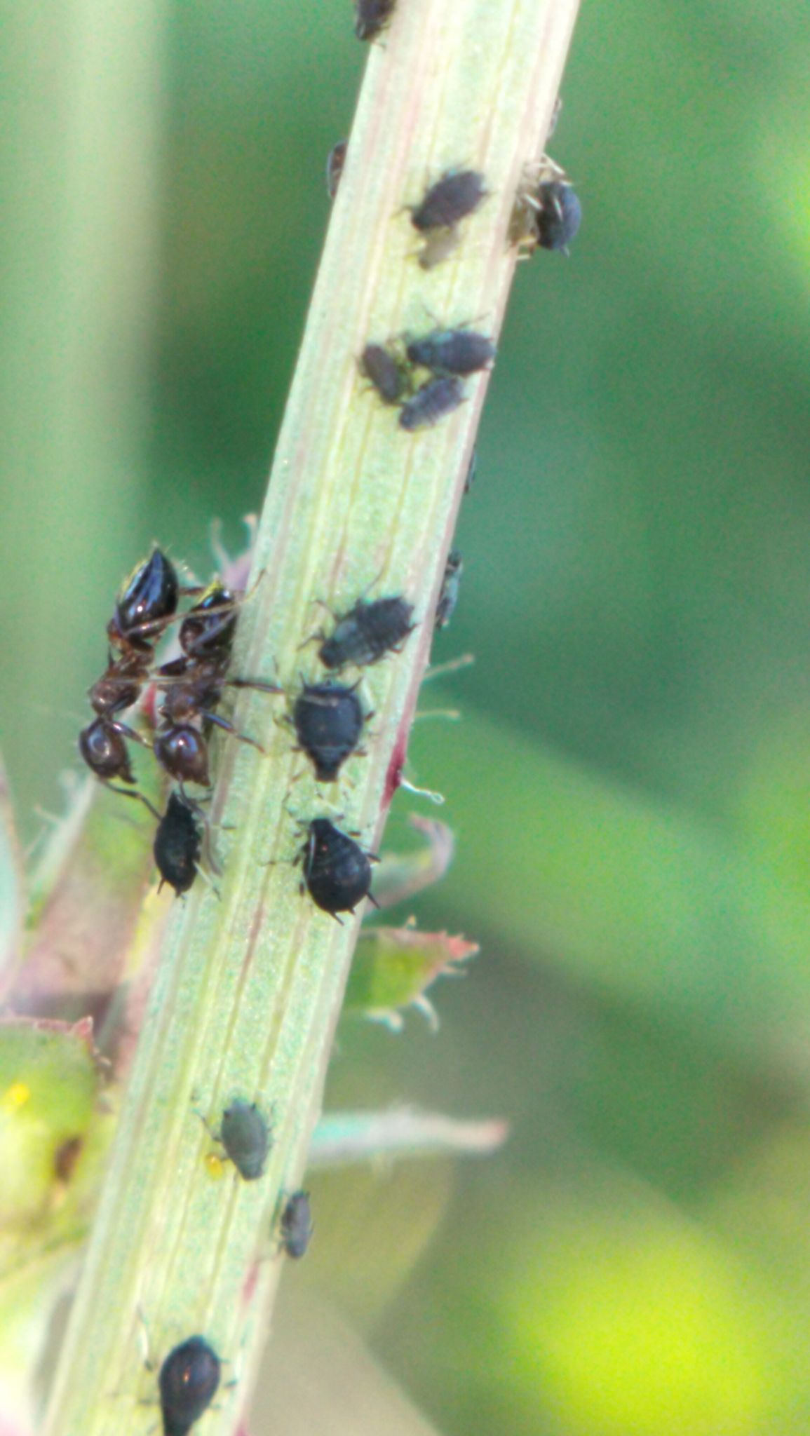 Aphis intybi