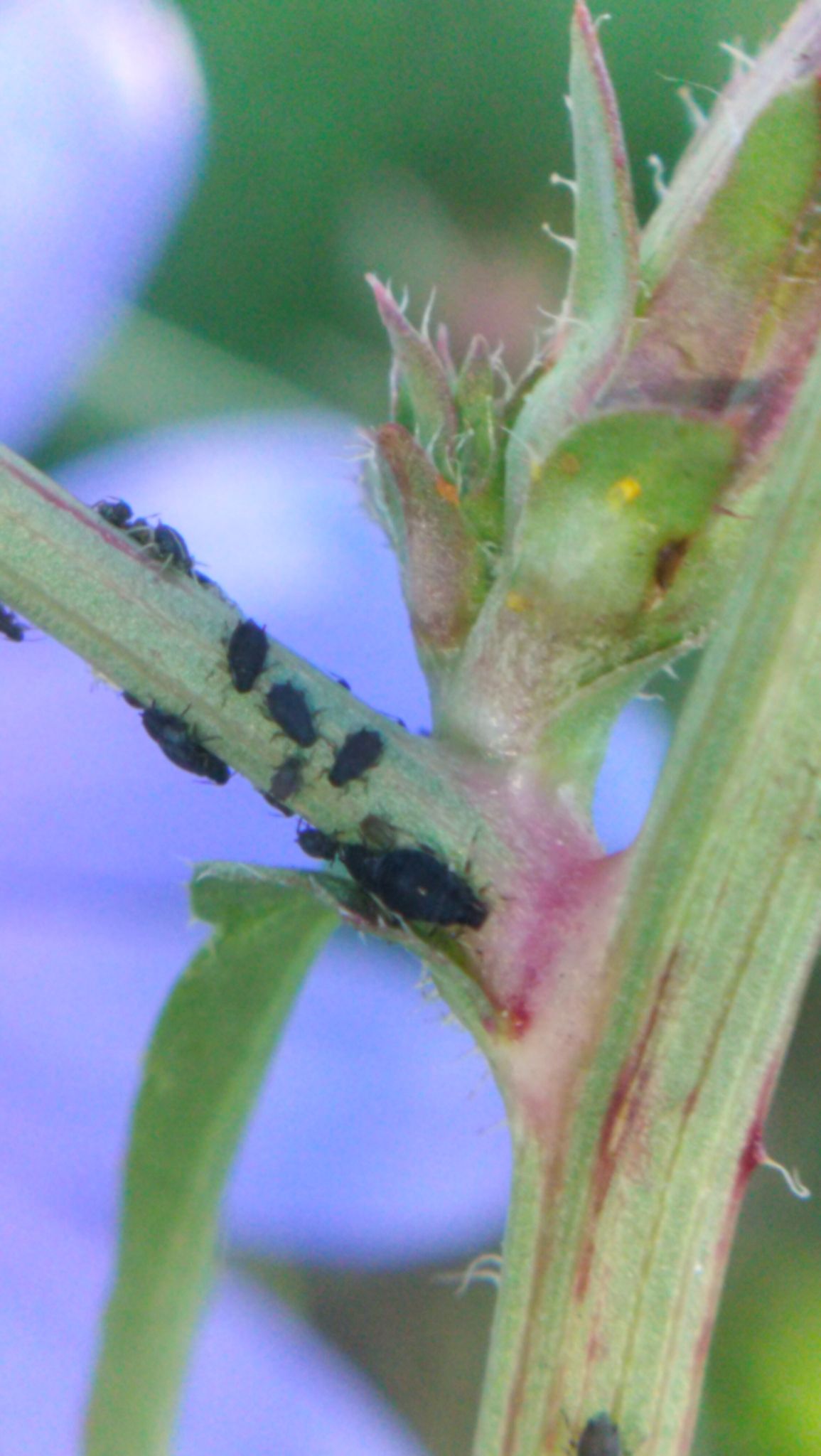 Aphis intybi