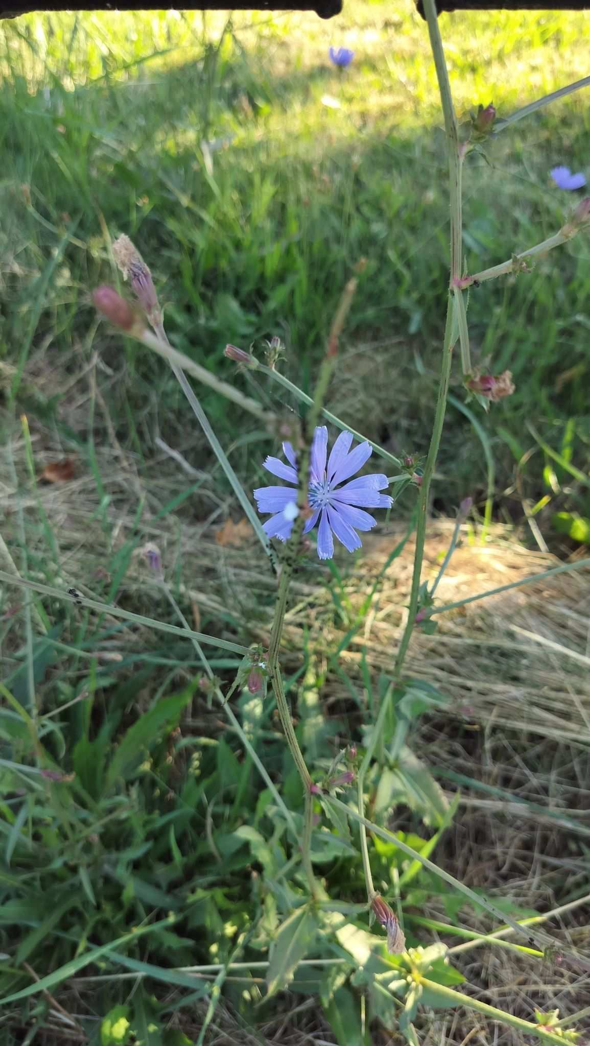 Aphis intybi