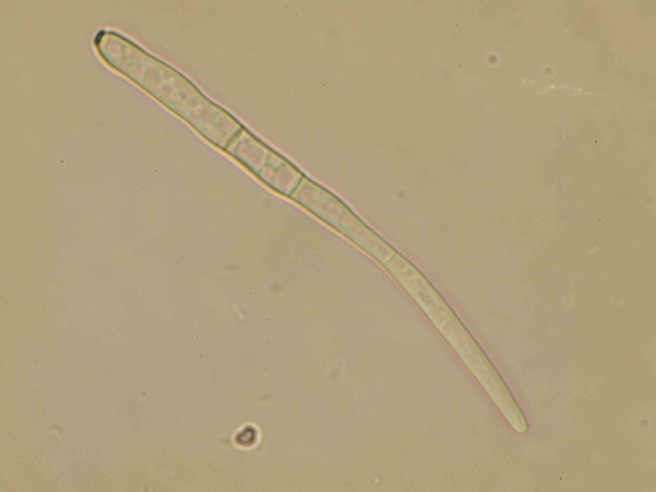 Cercospora kikuchii