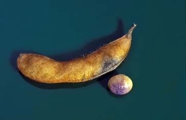 Cercospora kikuchii