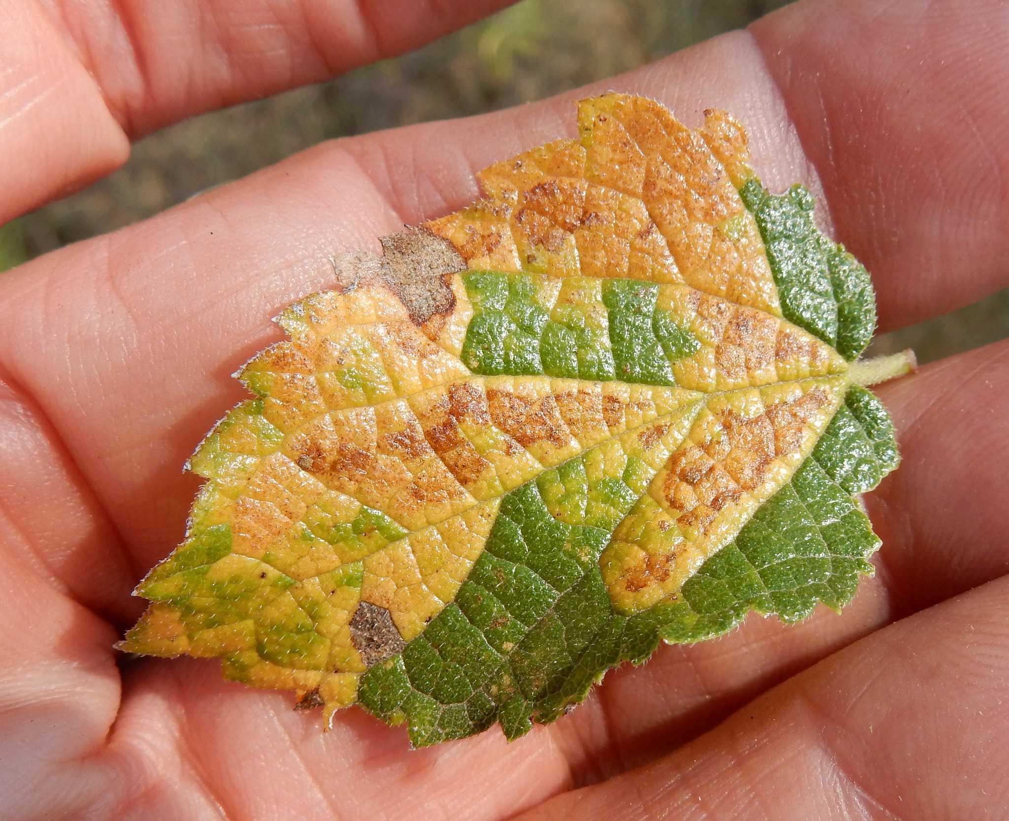 Cercospora kikuchii