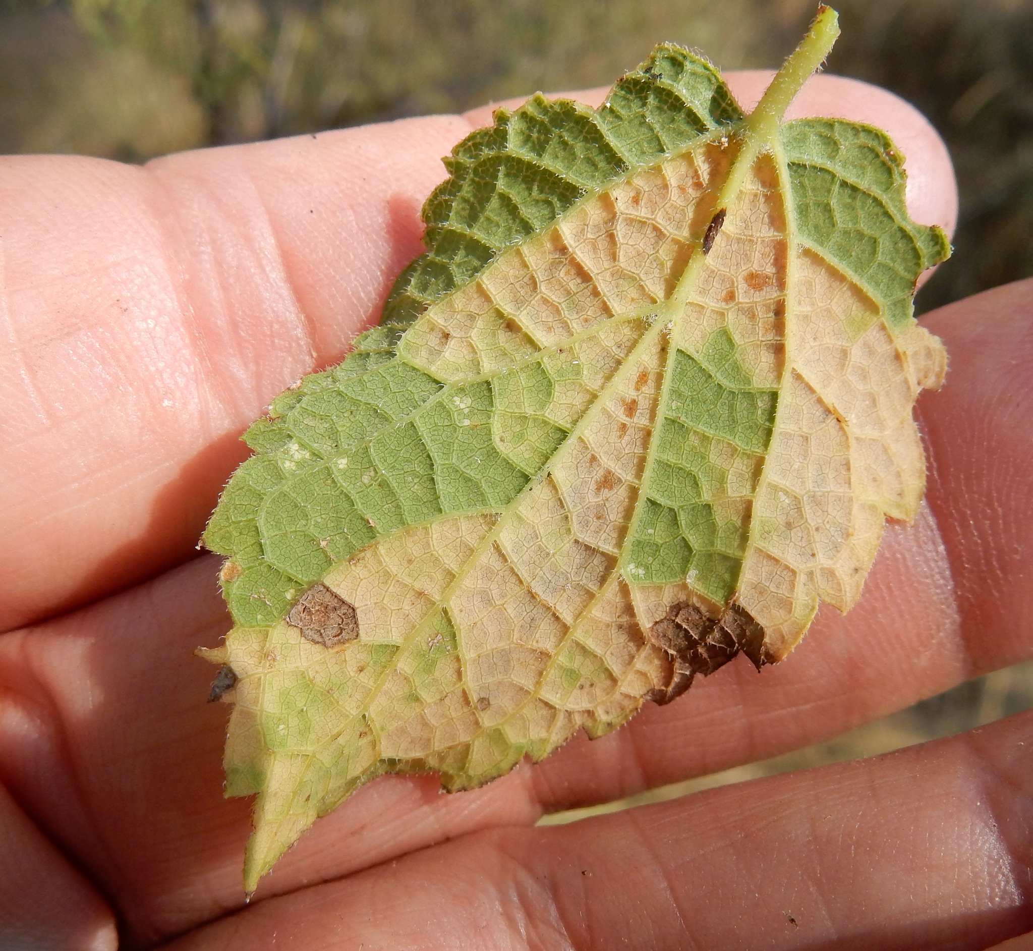 Cercospora kikuchii