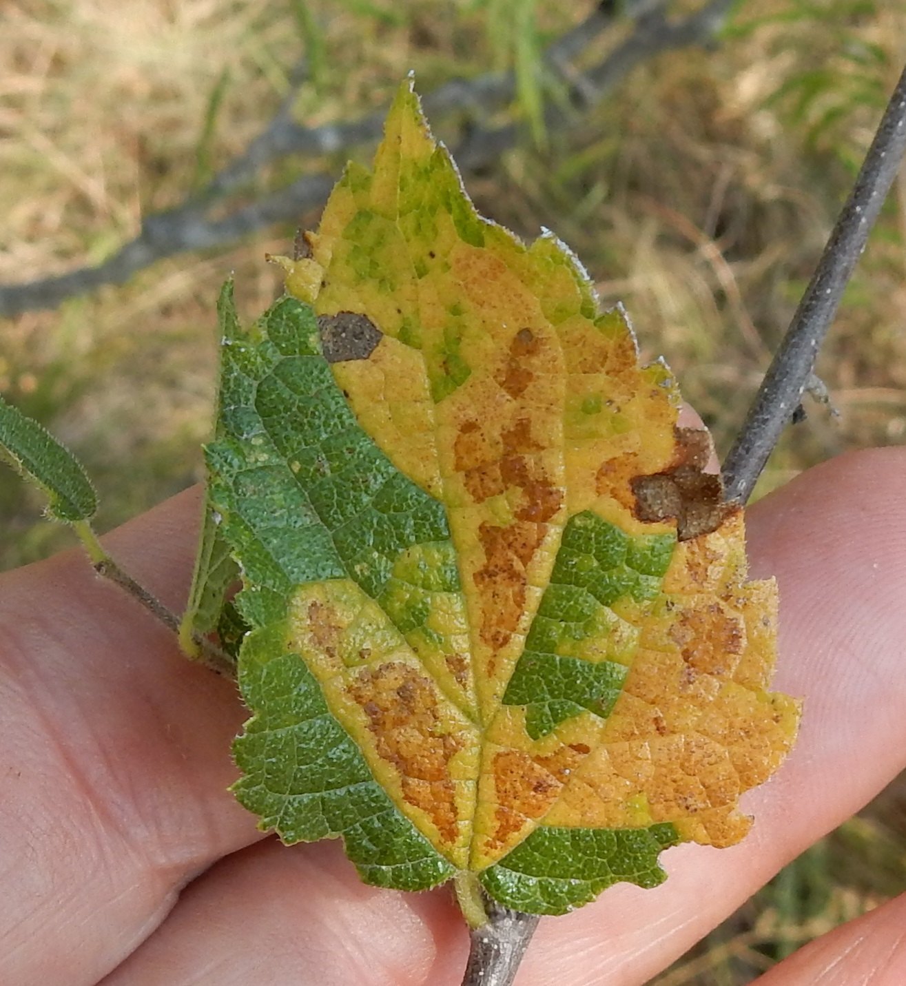 Cercospora kikuchii