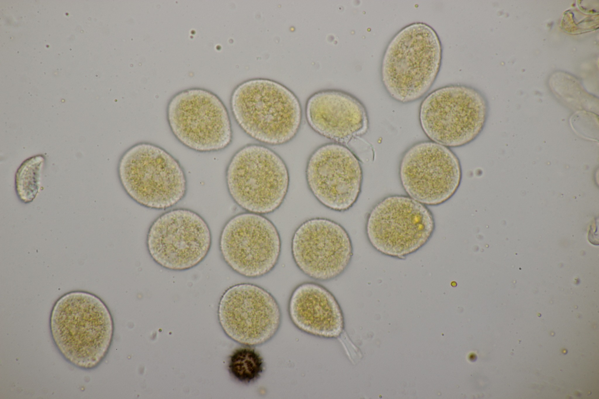 Naohidemyces vaccinii