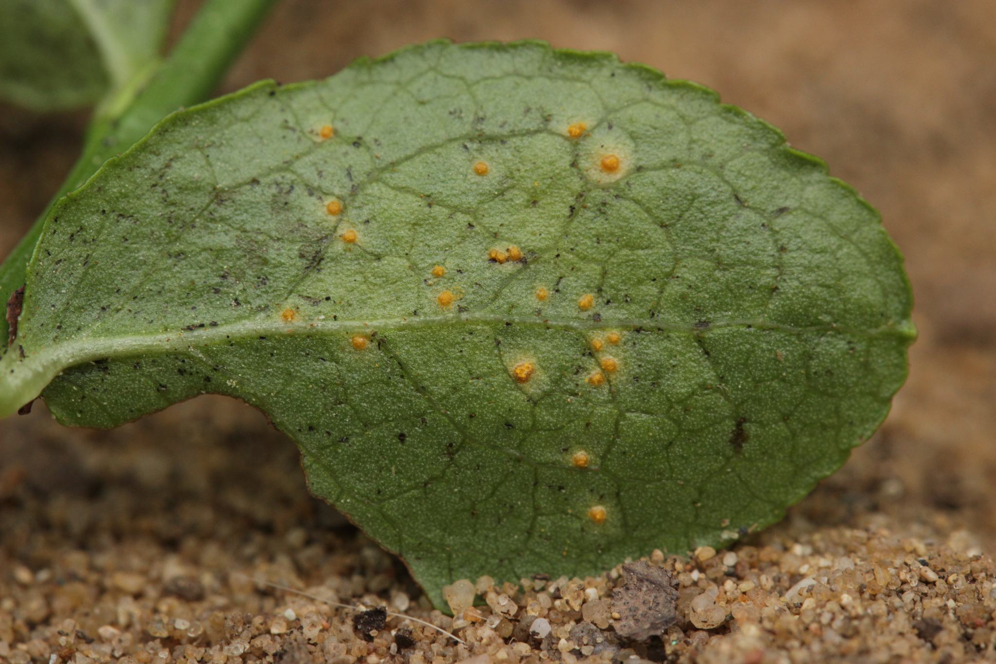 Naohidemyces vaccinii