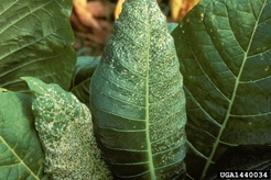 Tobacco mosaic virus