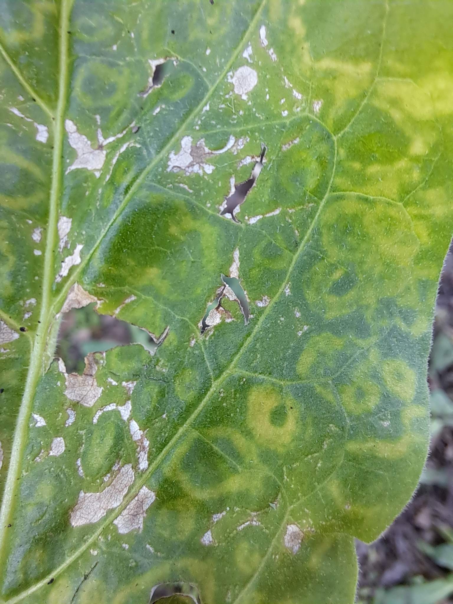 Tobacco mosaic virus