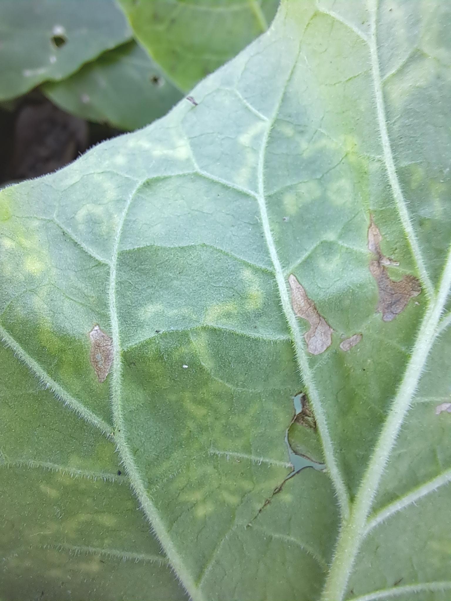 Tobacco mosaic virus