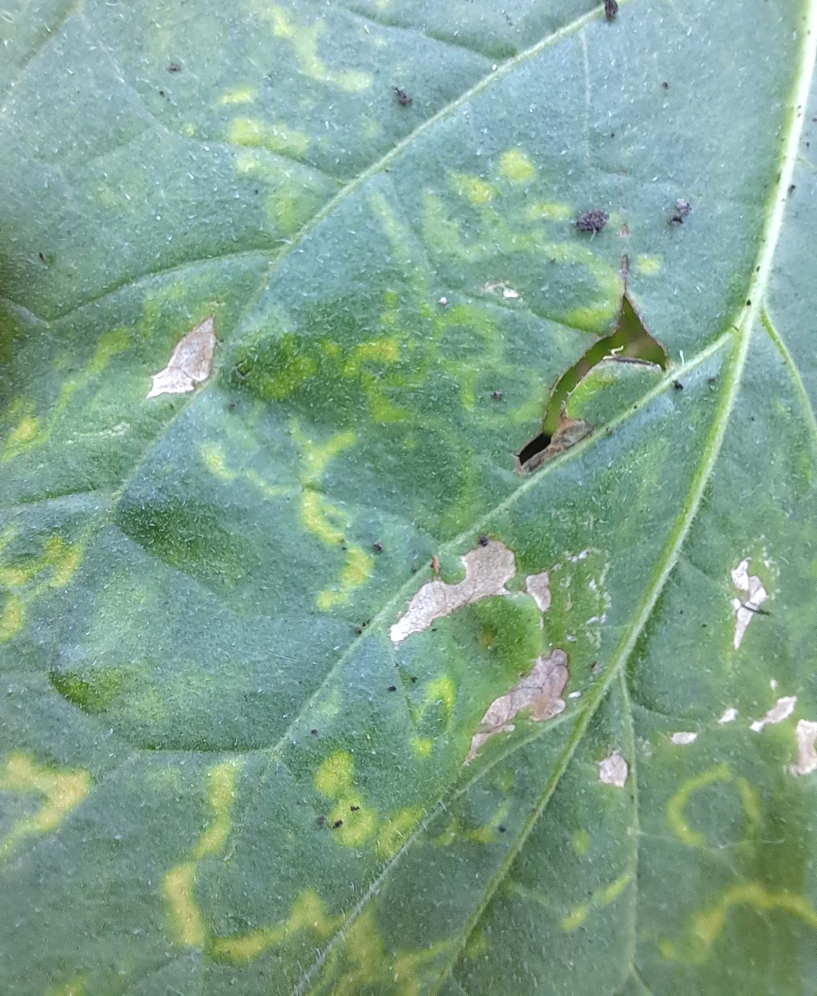 Tobacco mosaic virus