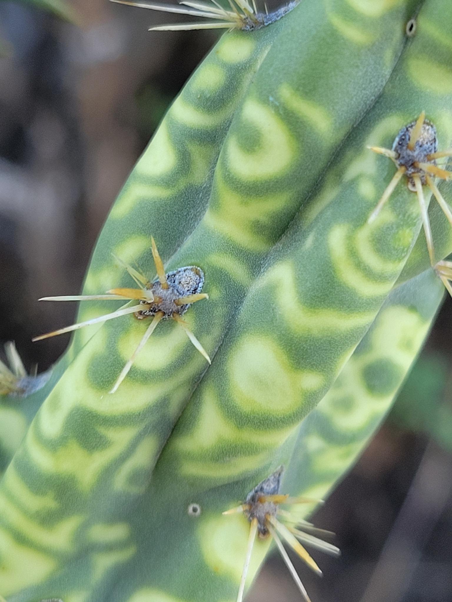 Tobacco mosaic virus