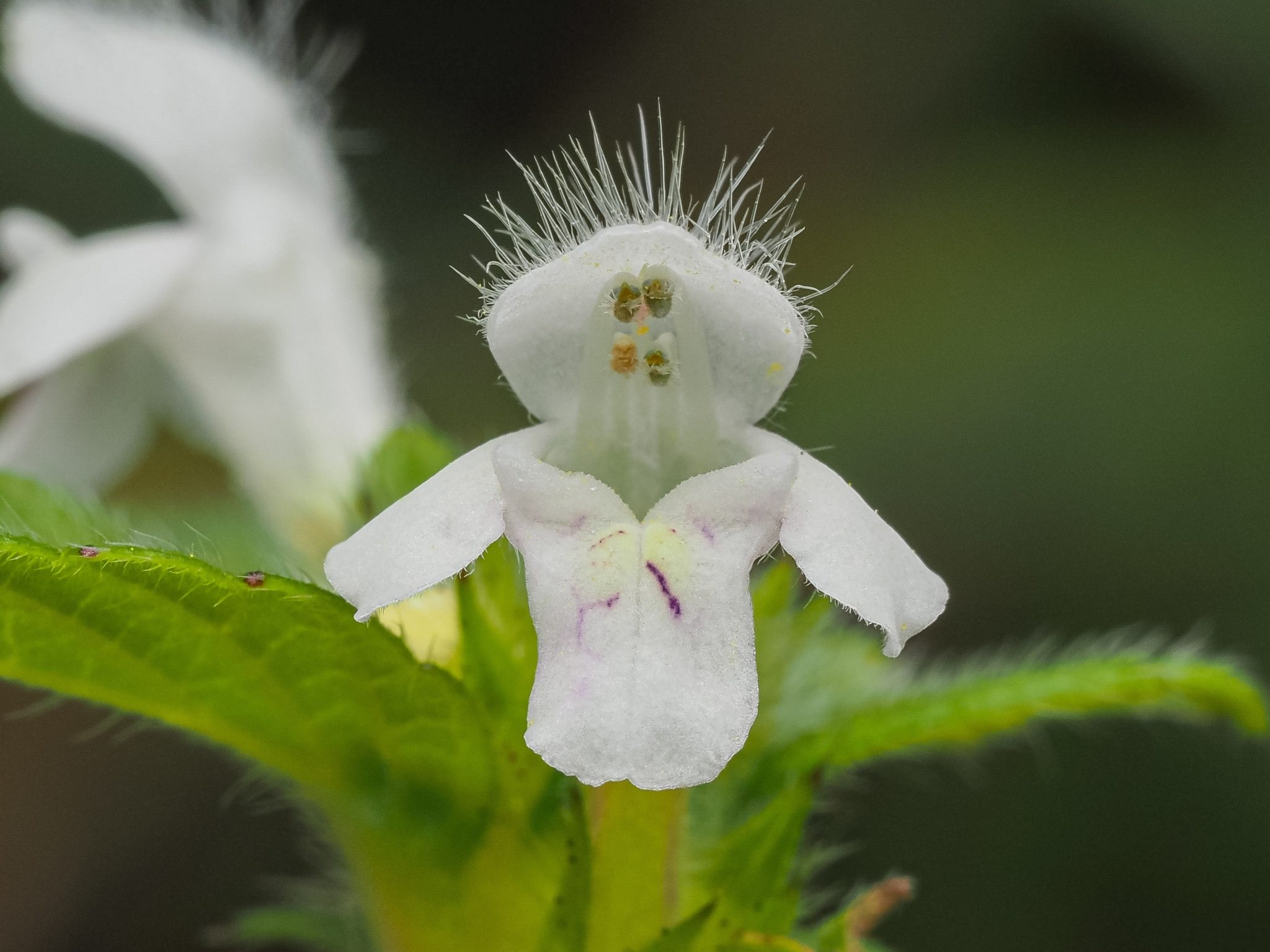 Galeopsis tetrahit