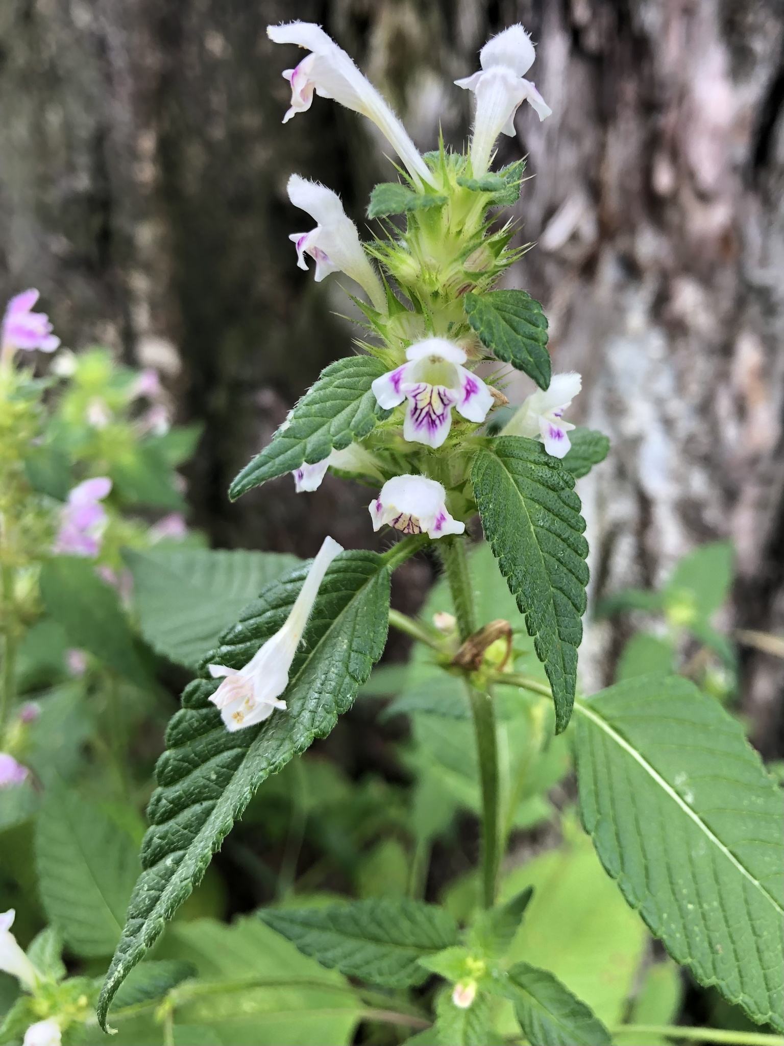 Galeopsis tetrahit