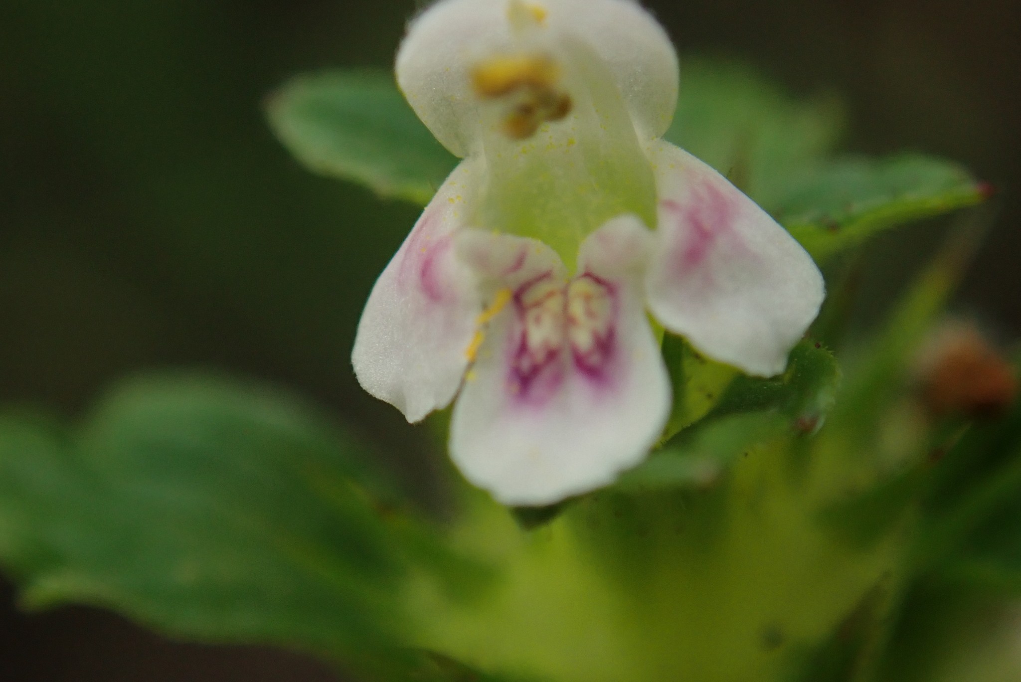 Galeopsis tetrahit