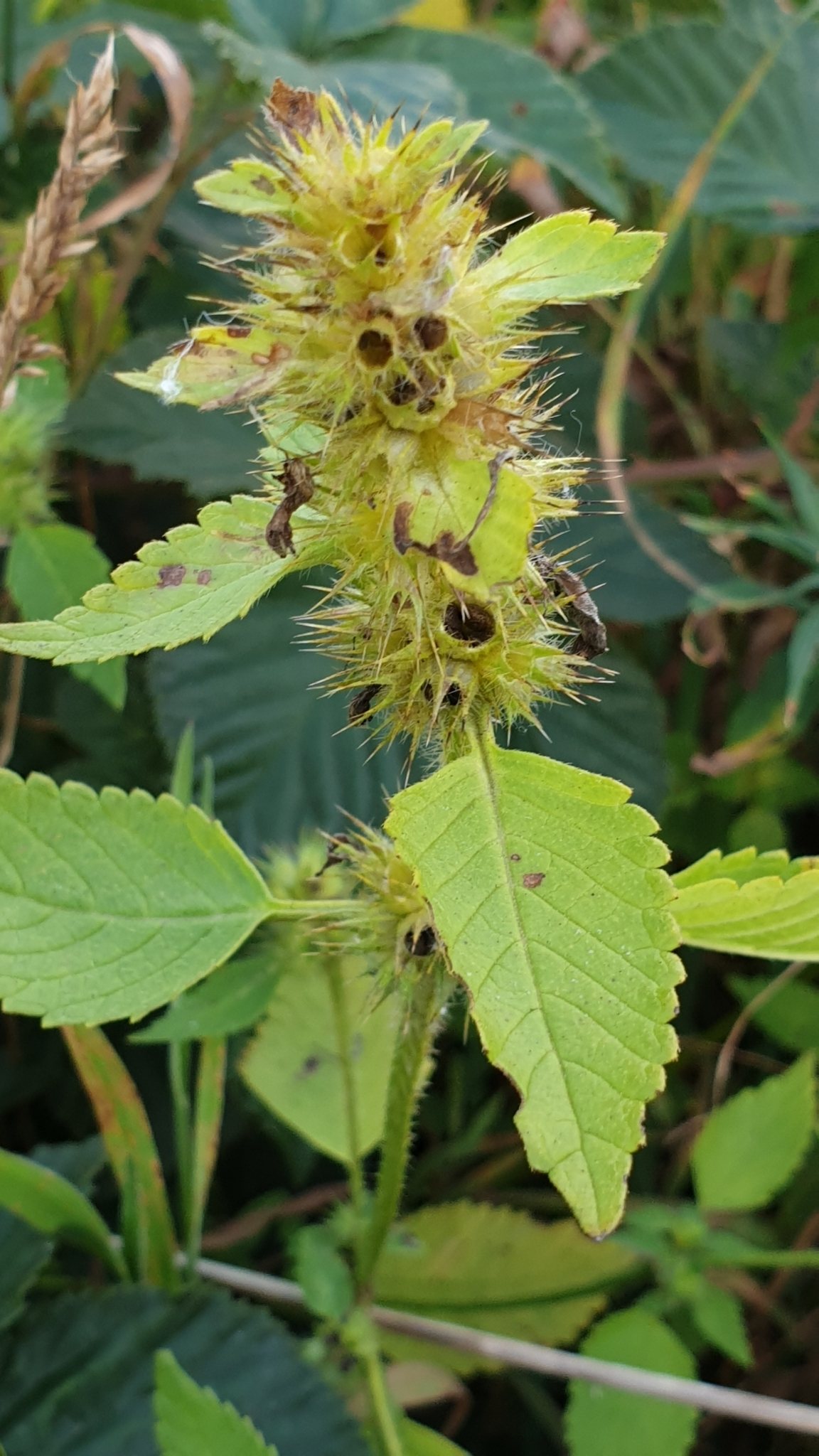 Galeopsis tetrahit