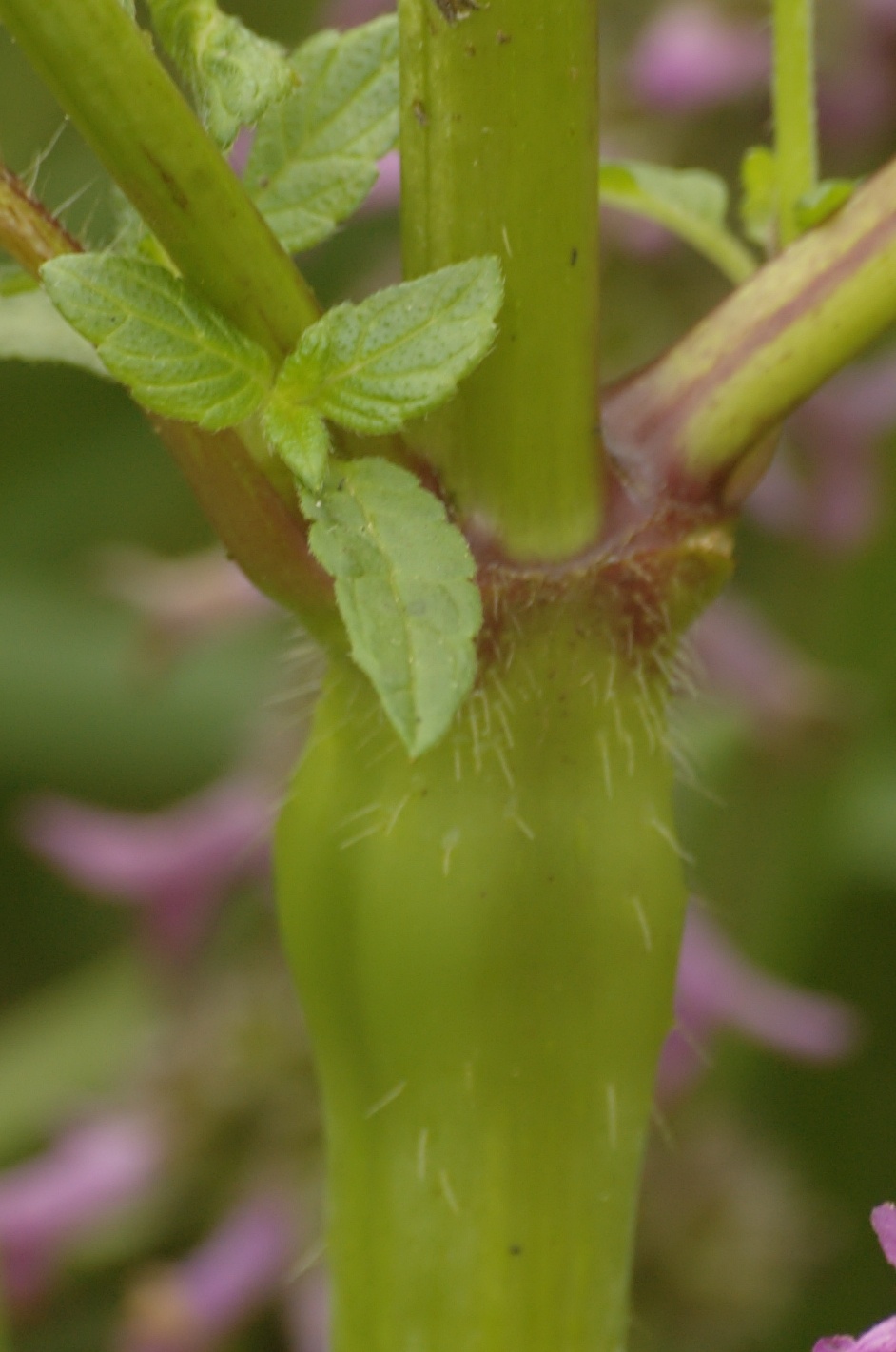 Galeopsis tetrahit