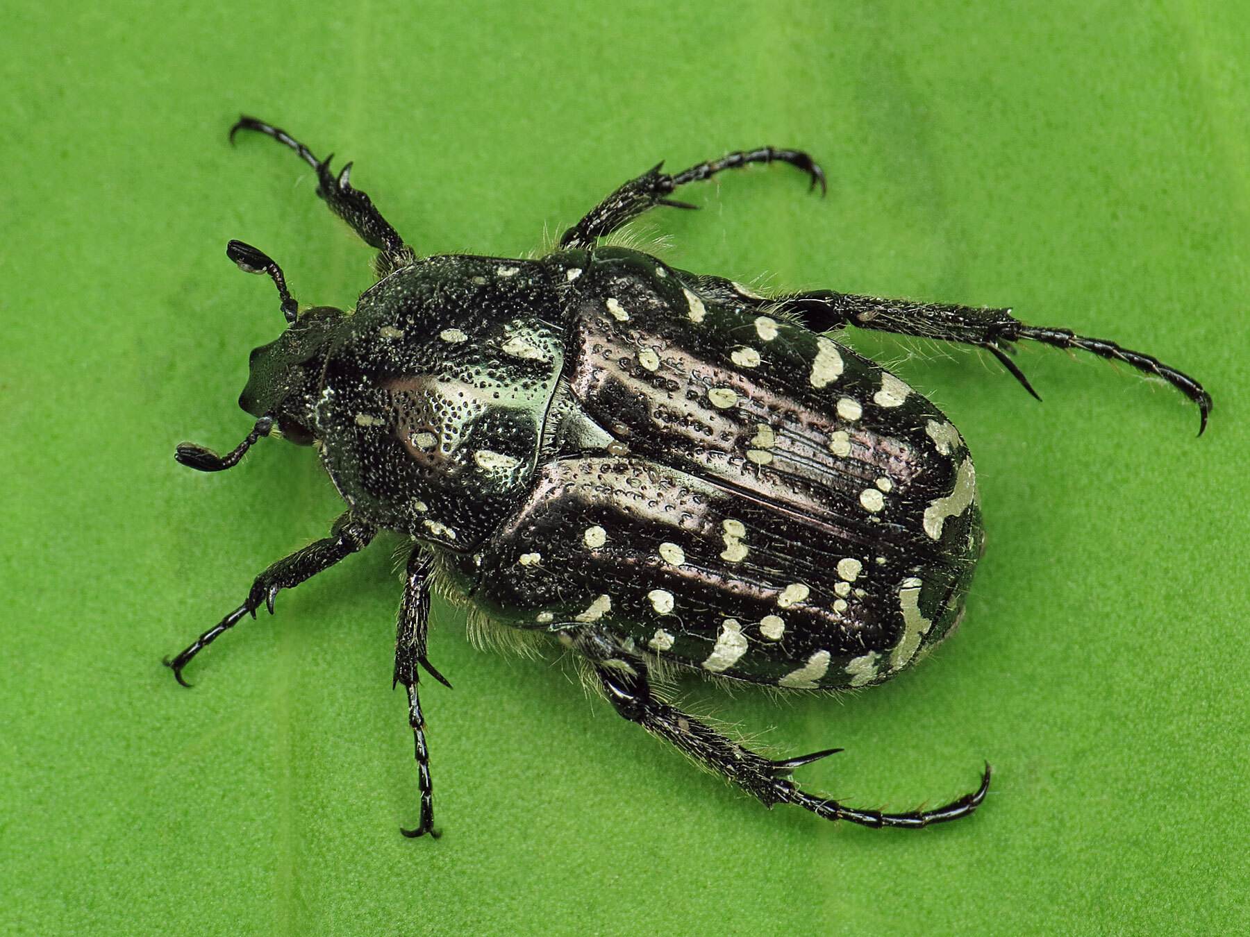 Oxythyrea