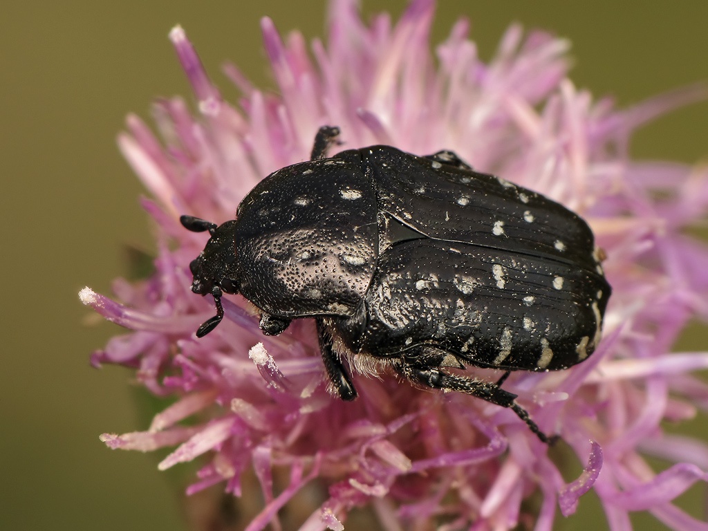 Oxythyrea